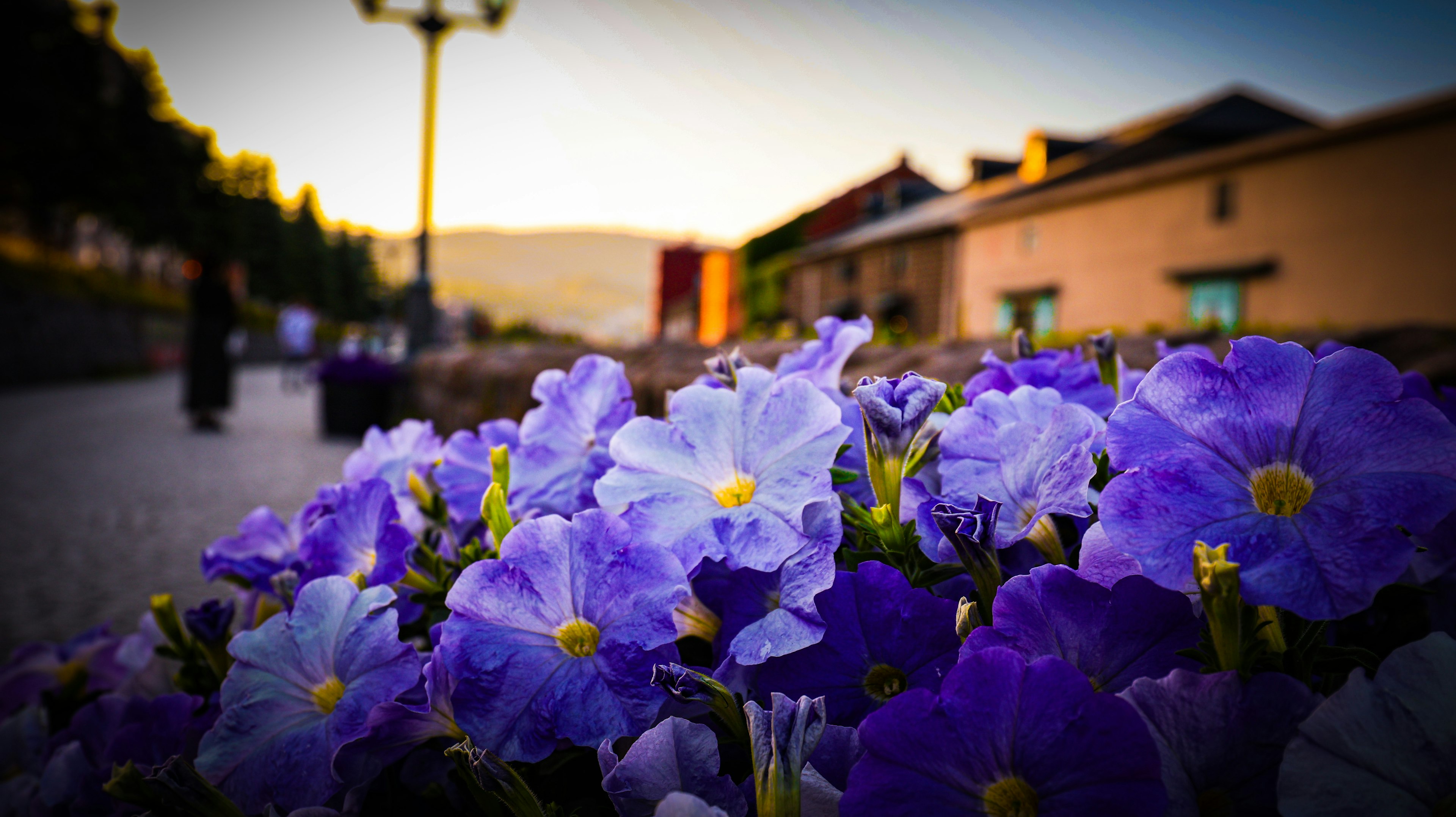 Foreground of purple flowers with a soft-focus background of buildings at dusk