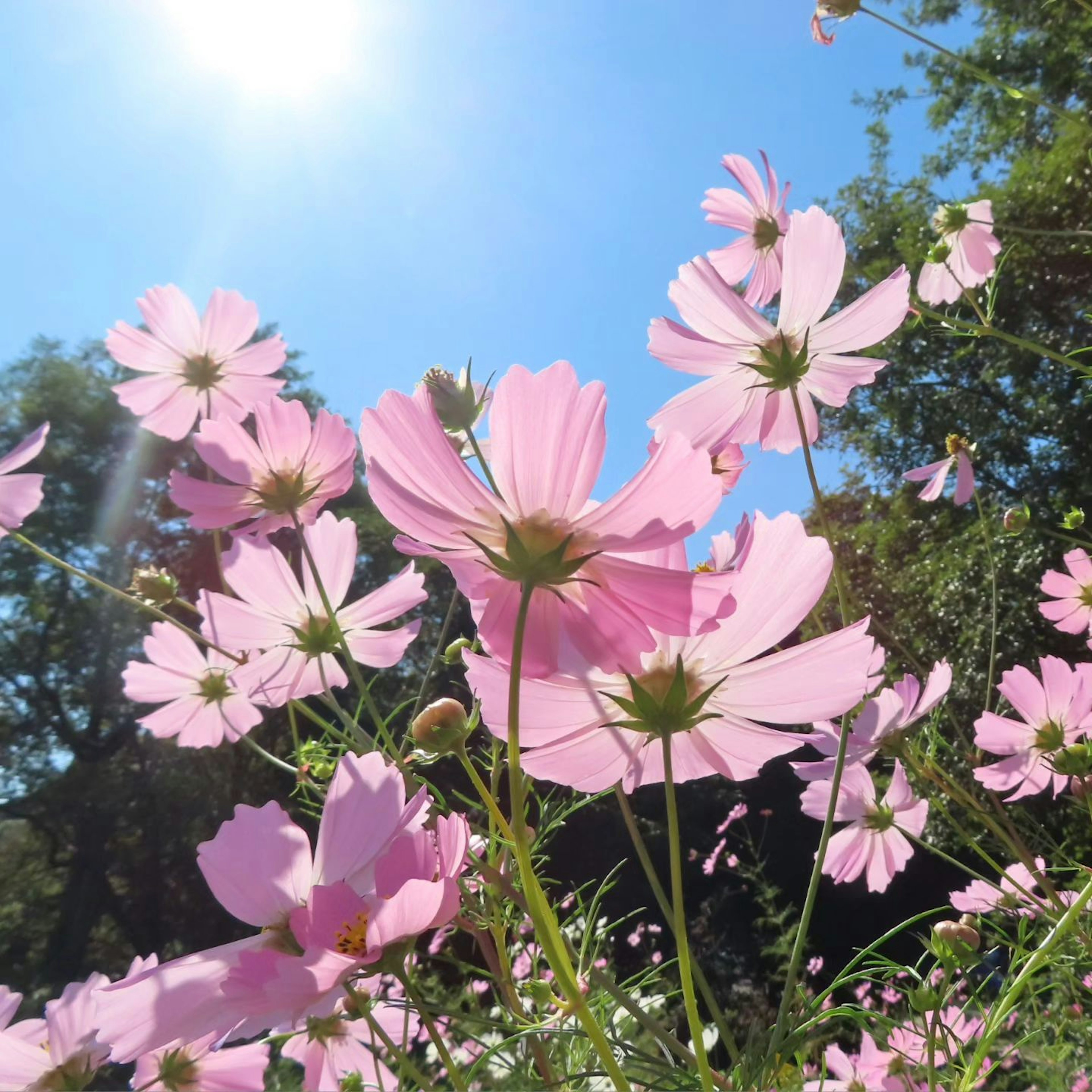 Rosa Cosmosblumen blühen unter einem blauen Himmel