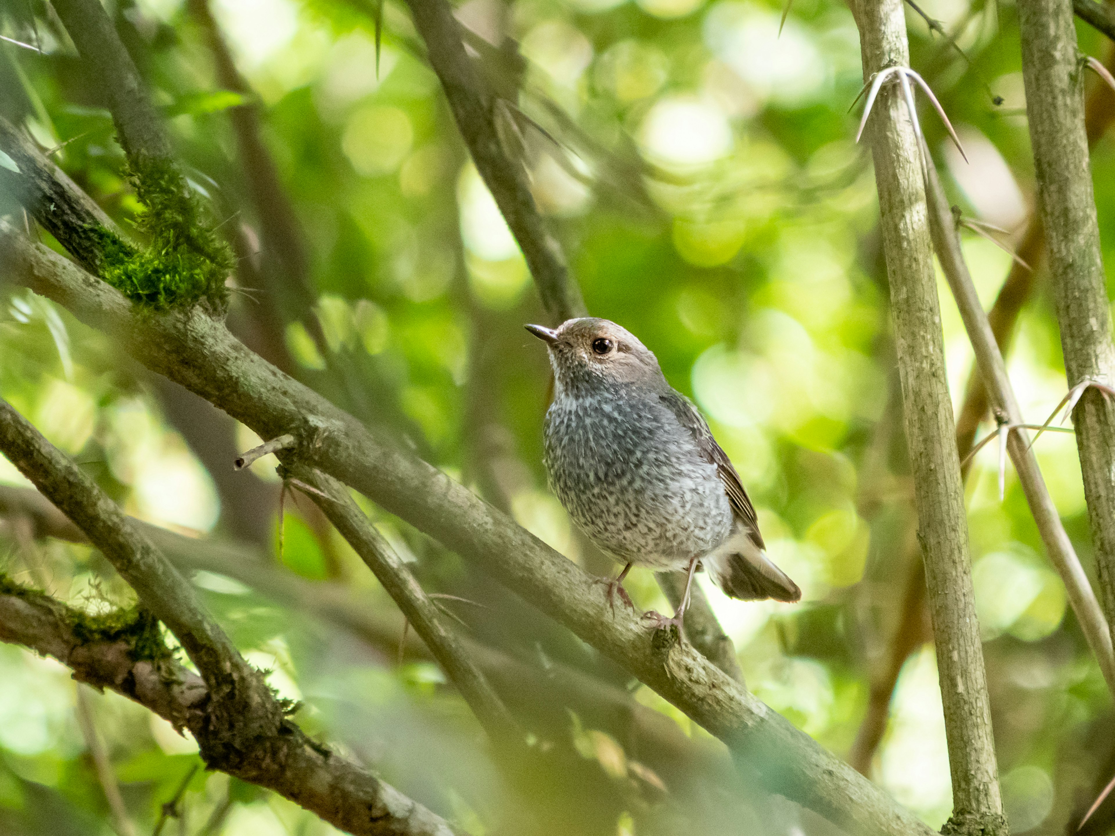 Un petit oiseau gris perché sur une branche observant son environnement