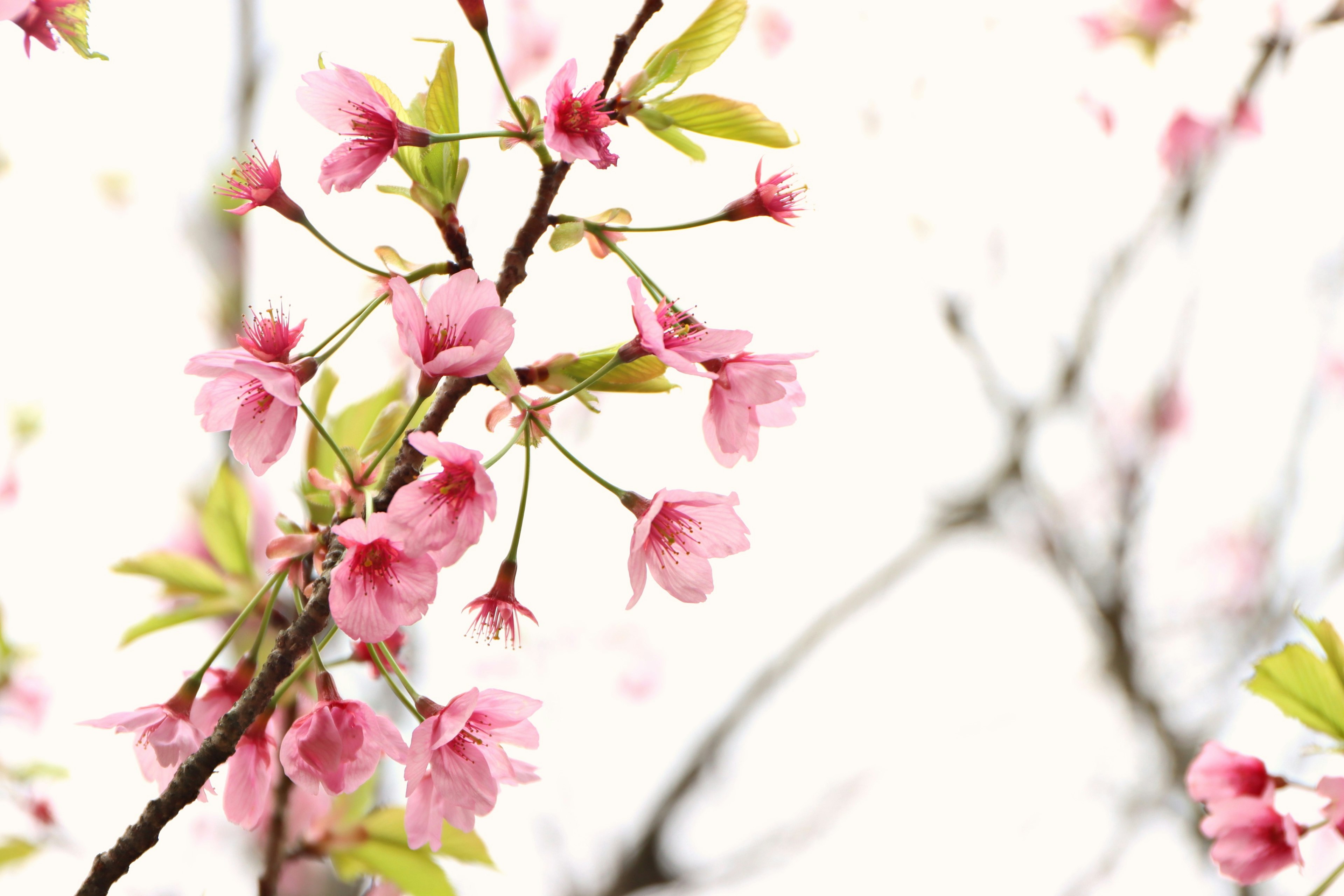 桜の花が咲いている枝のクローズアップ、淡いピンクの花と緑の葉が特徴