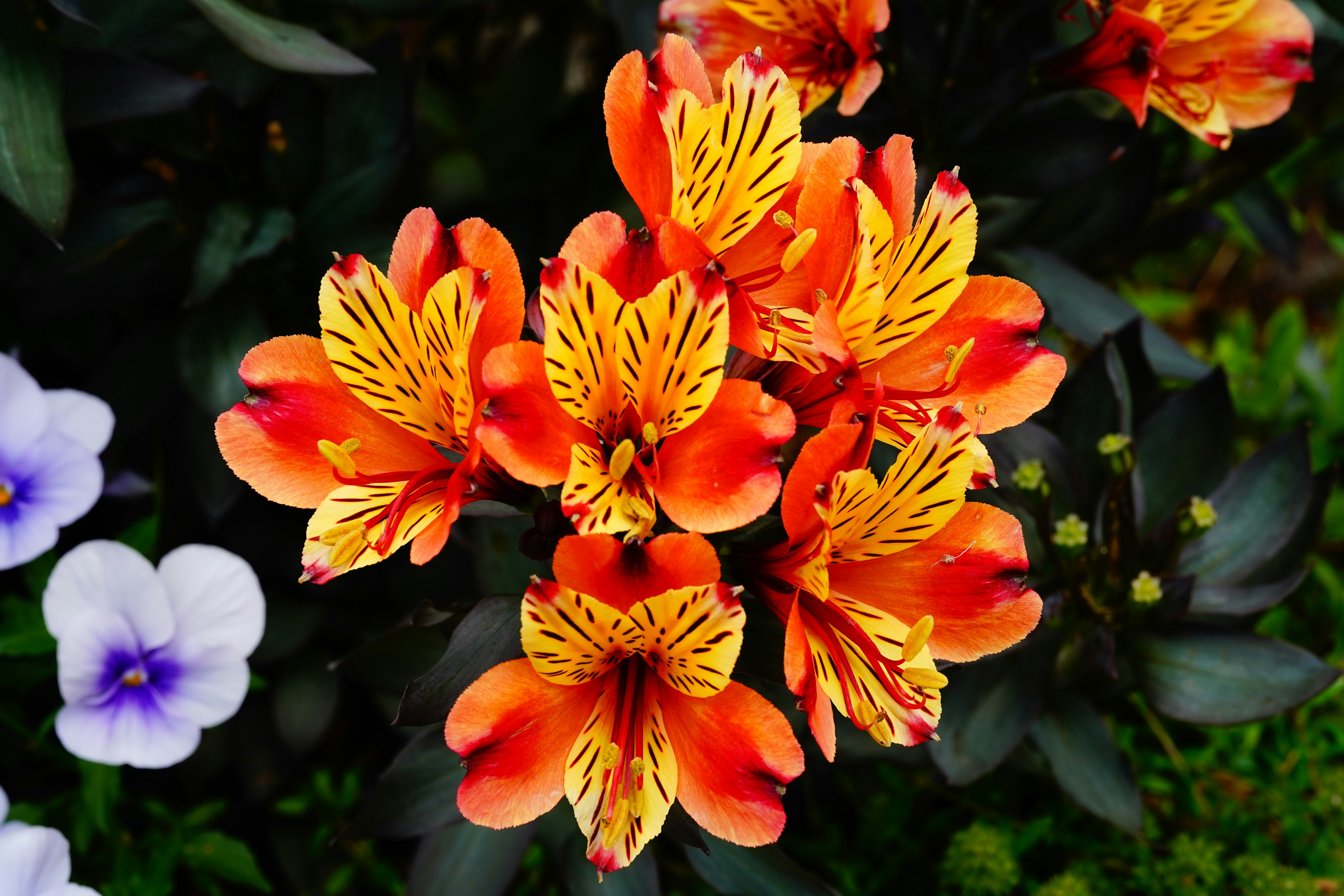 Fiori vibranti arancioni e gialli in piena fioritura