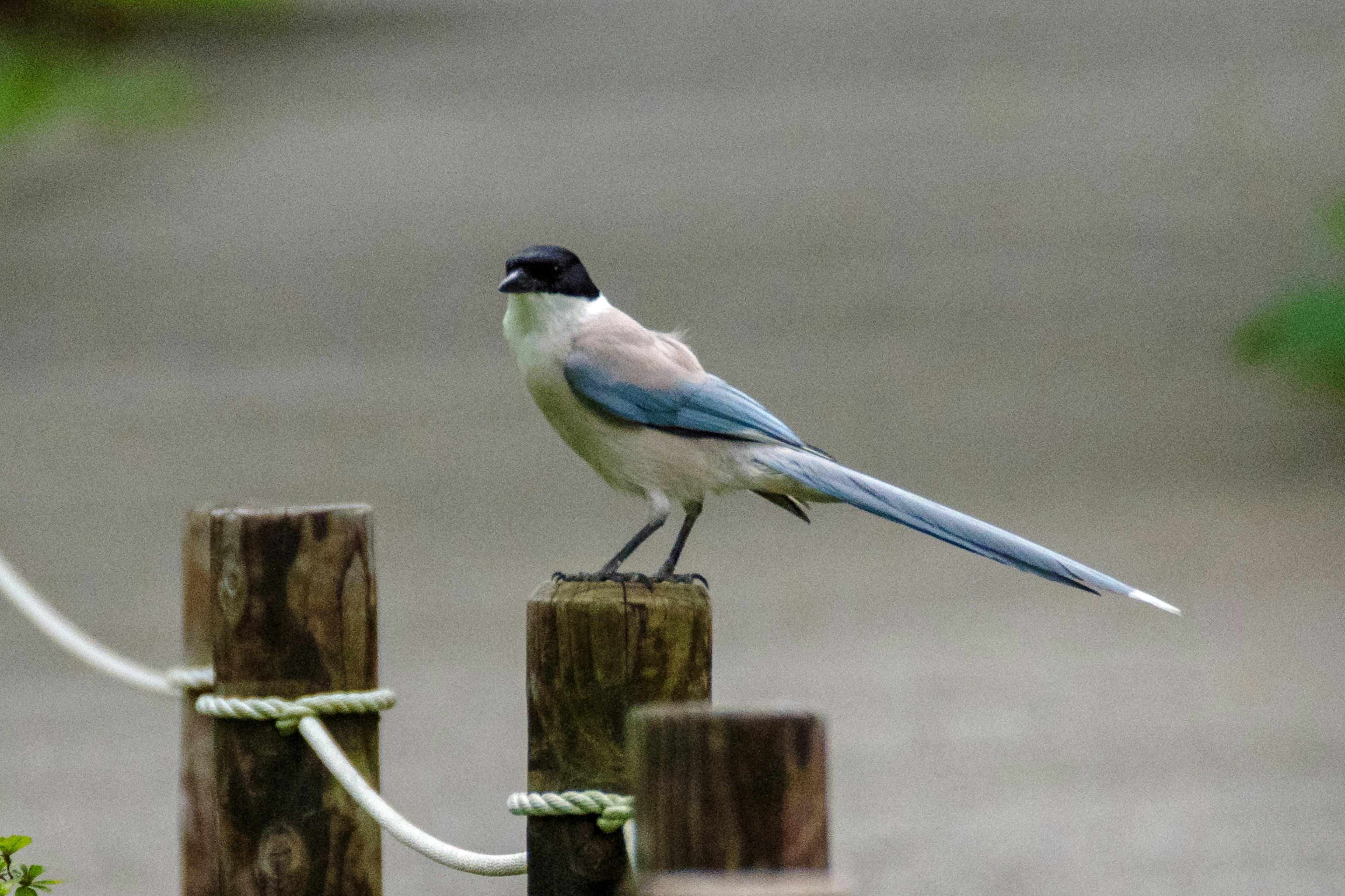 A bird with blue feathers and a long tail perched on a wooden post