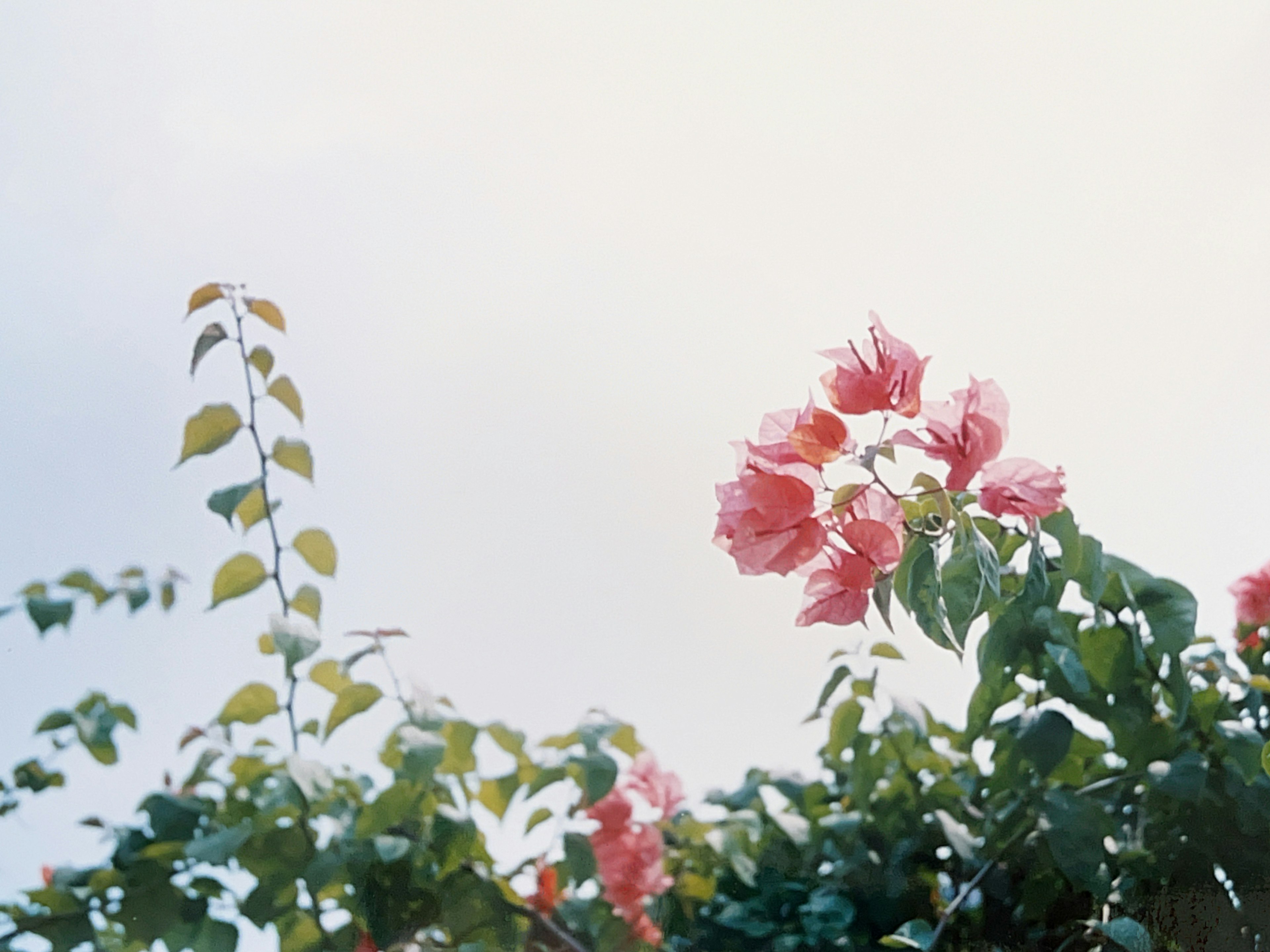 薄い青空とピンクの花が咲く植物の写真