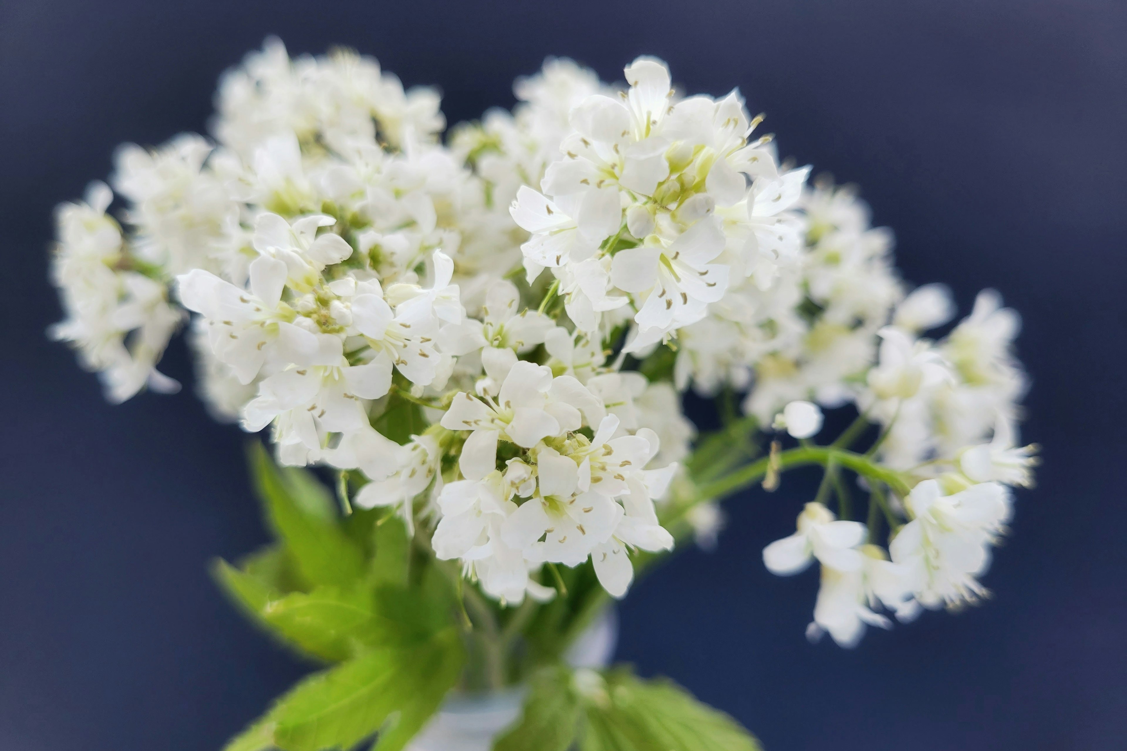 Ein Strauß weißer Blumen mit grünen Blättern vor einem blauen Hintergrund