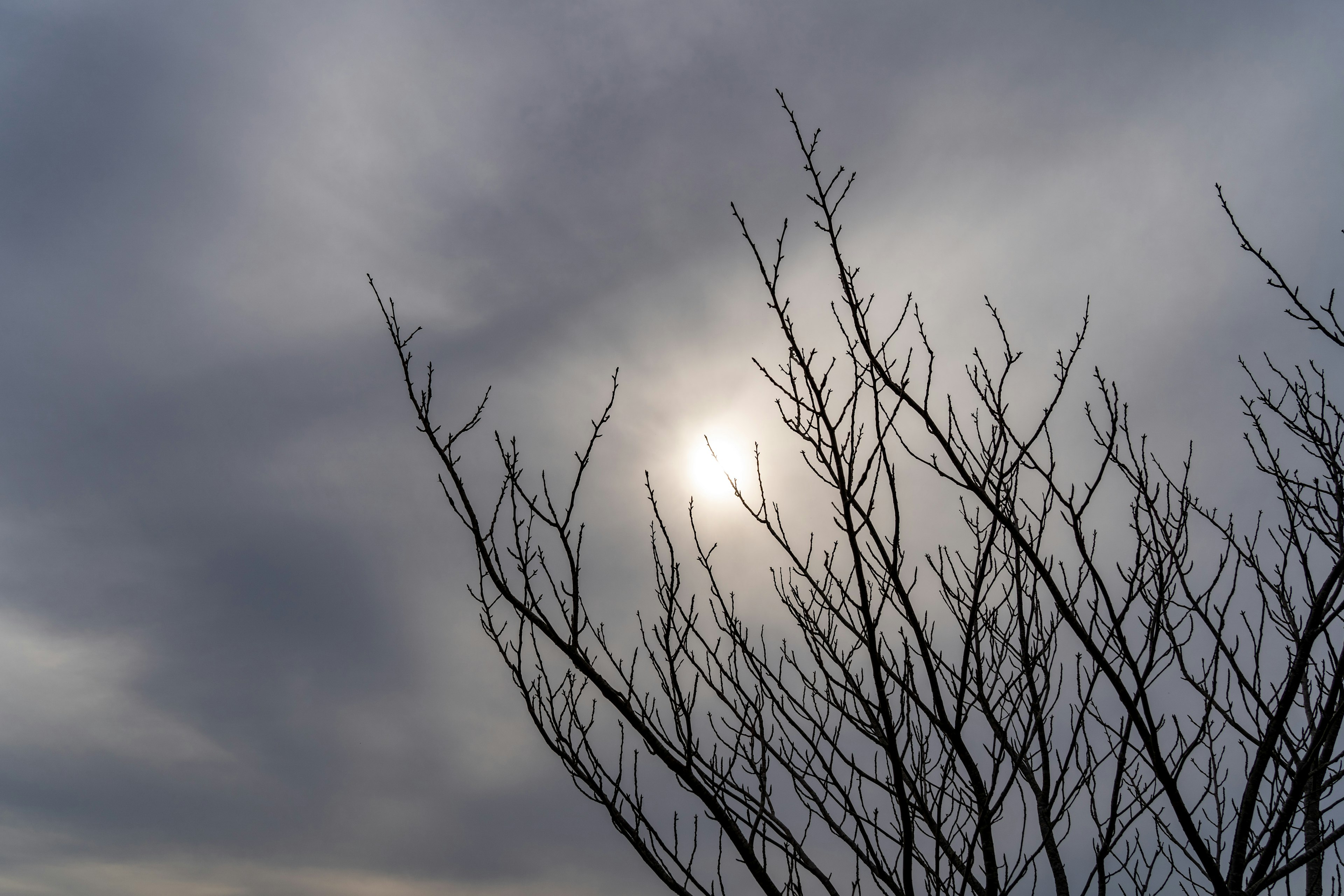 Sun peeking through cloudy sky with bare tree branches