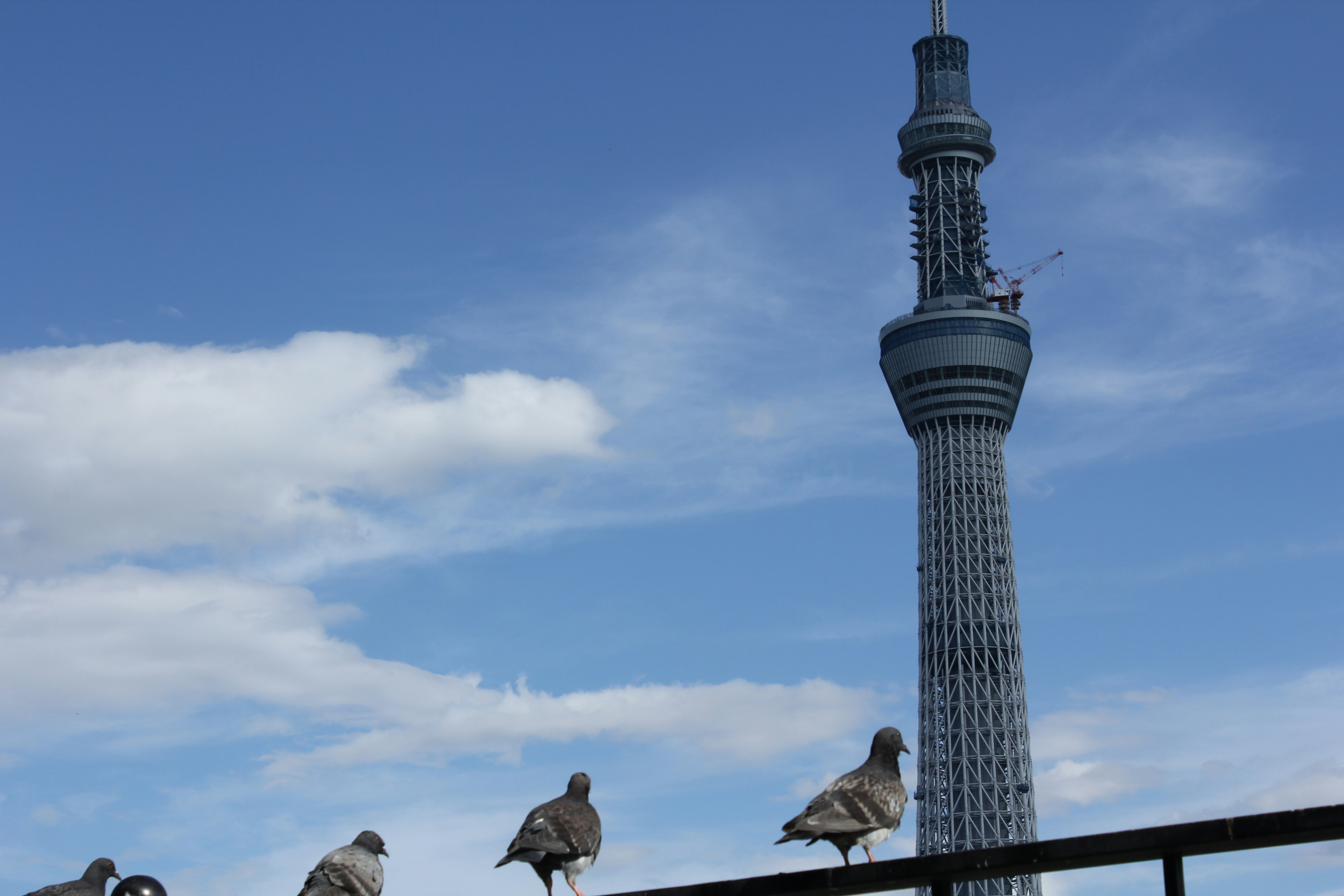 Tokyo Skytree con palomas posadas en primer plano