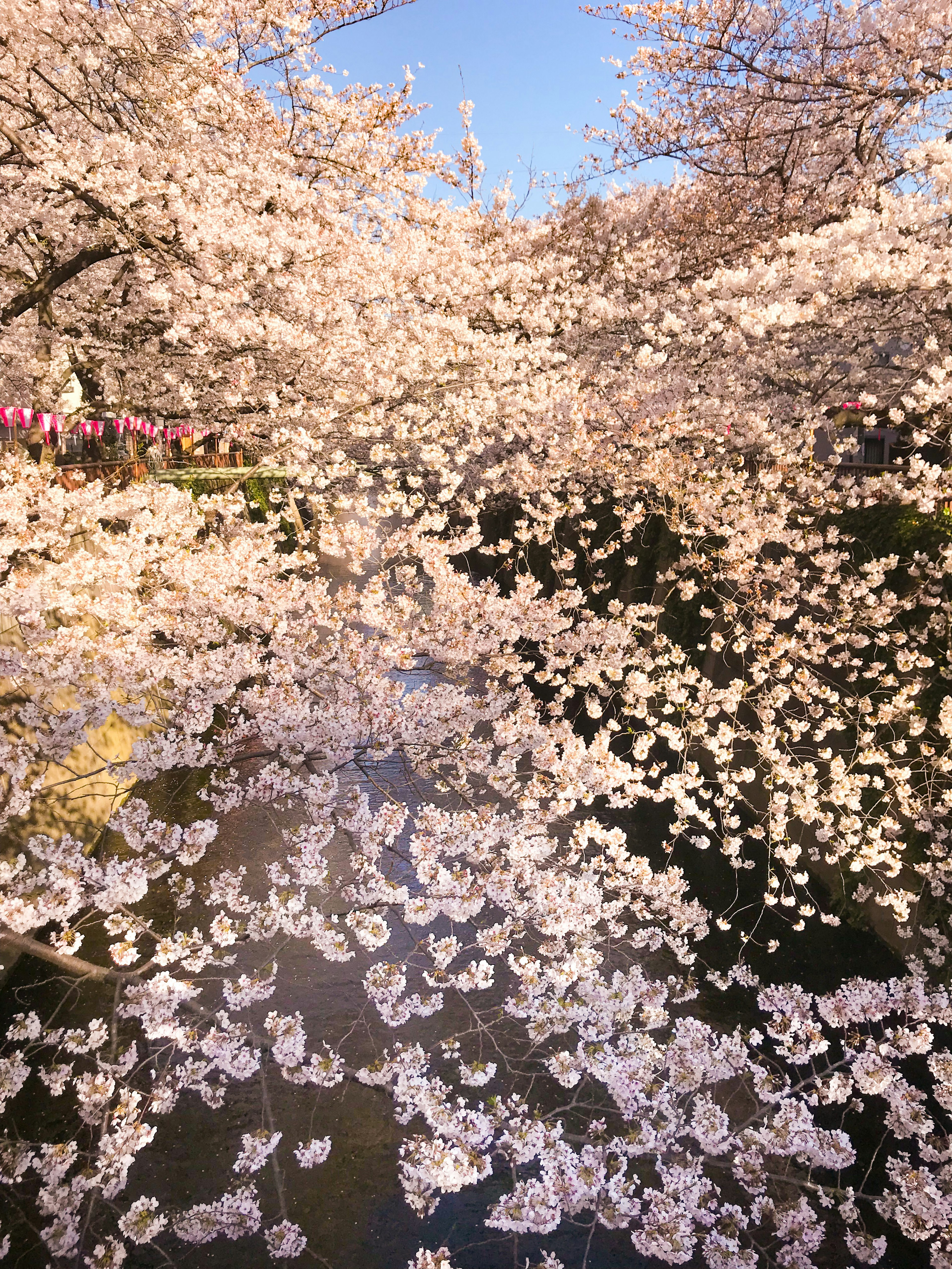 Vista panoramica dei ciliegi in fiore riflessi nell'acqua