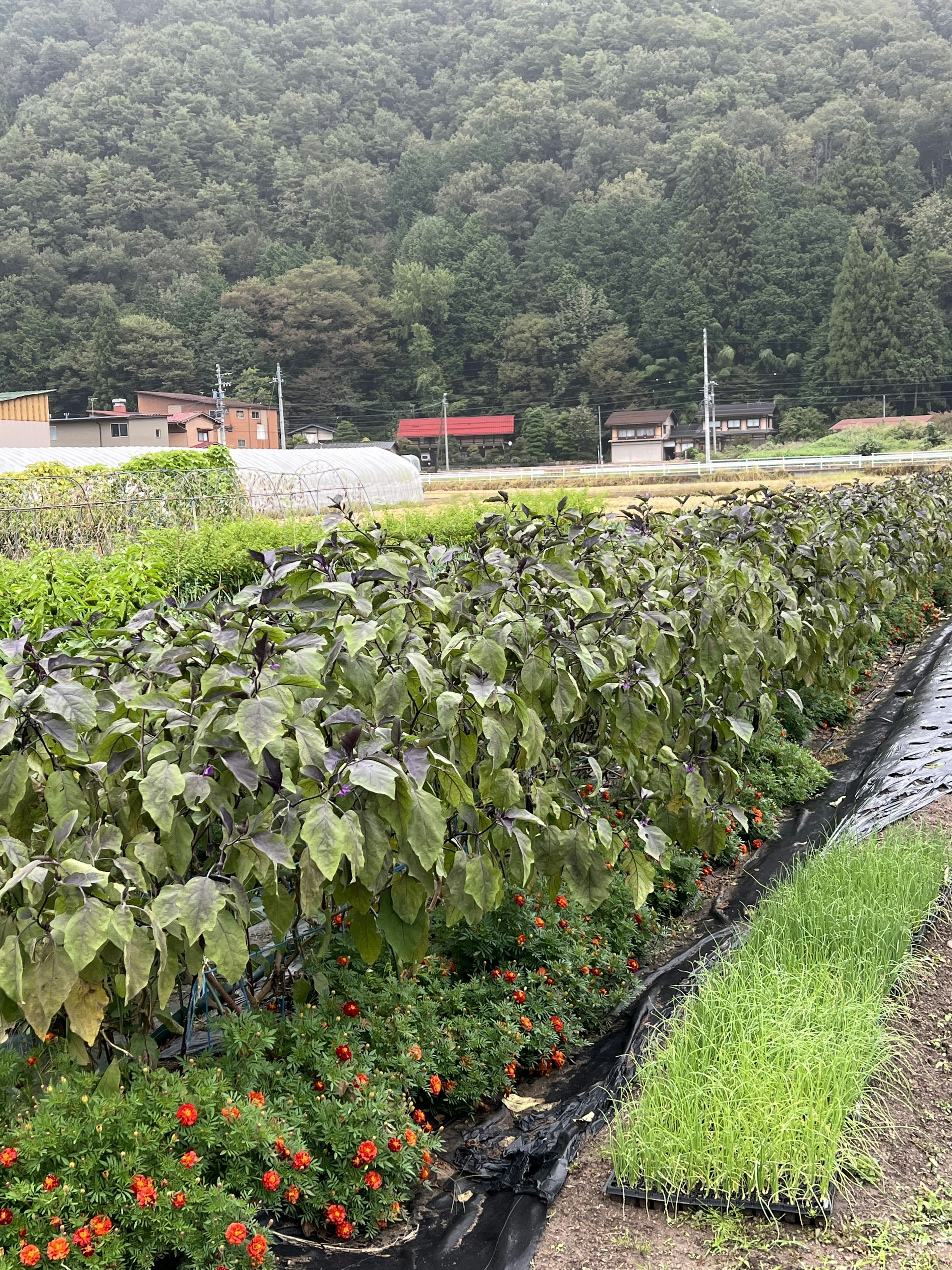 緑豊かな背景に囲まれた農場の花畑と野菜畑