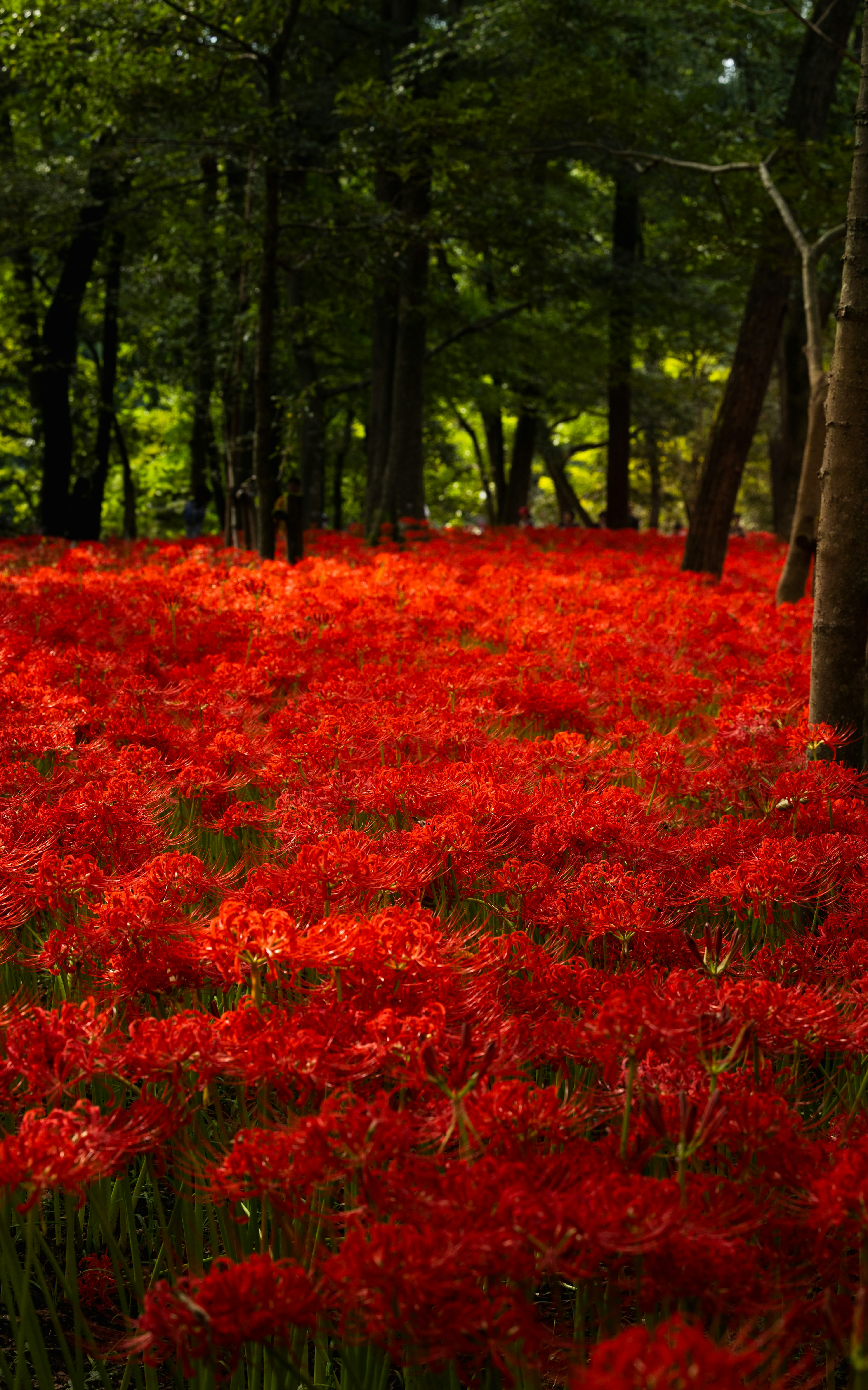 Un paisaje forestal con un campo de lirios rojos