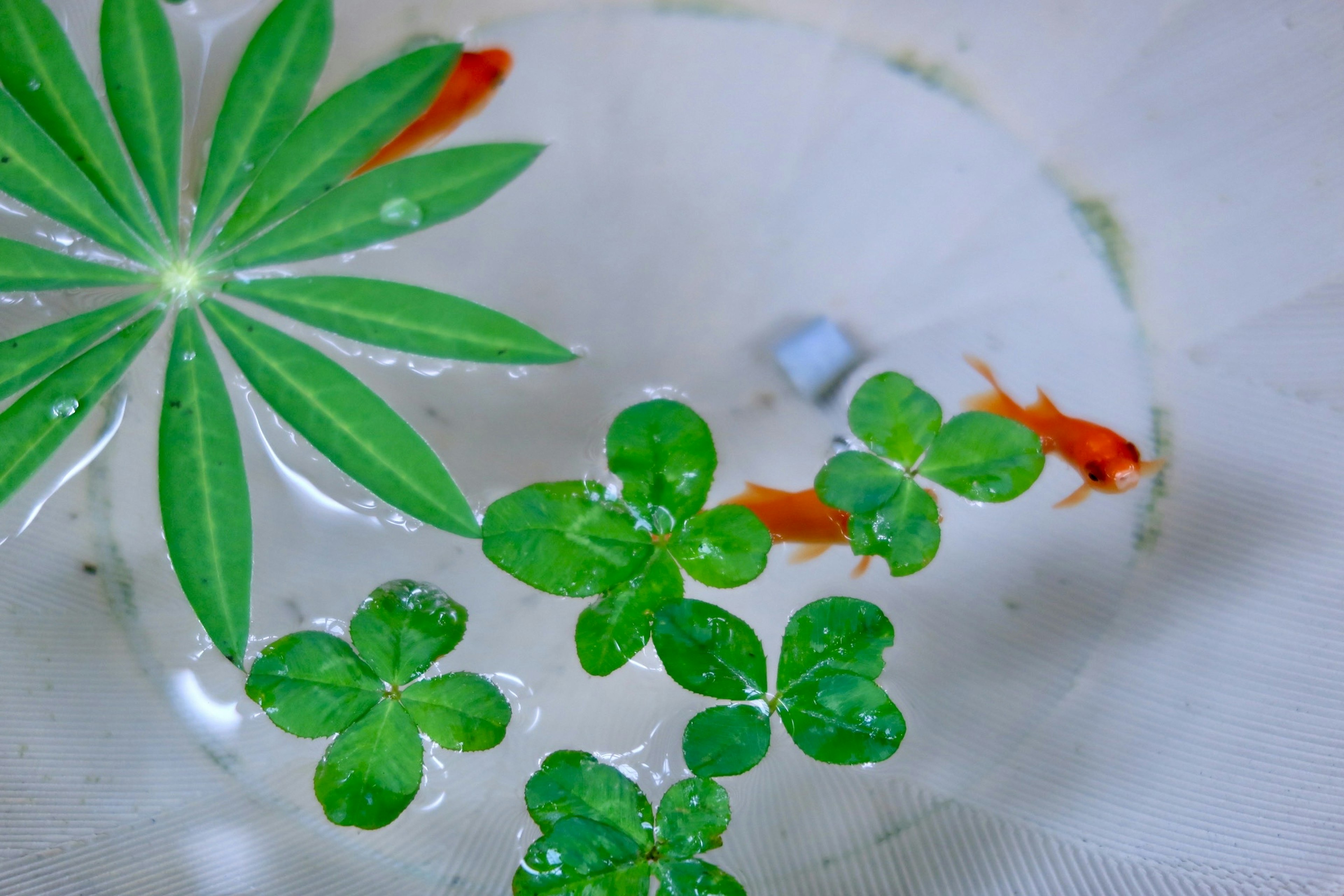 Goldfish swimming among green leaves in water