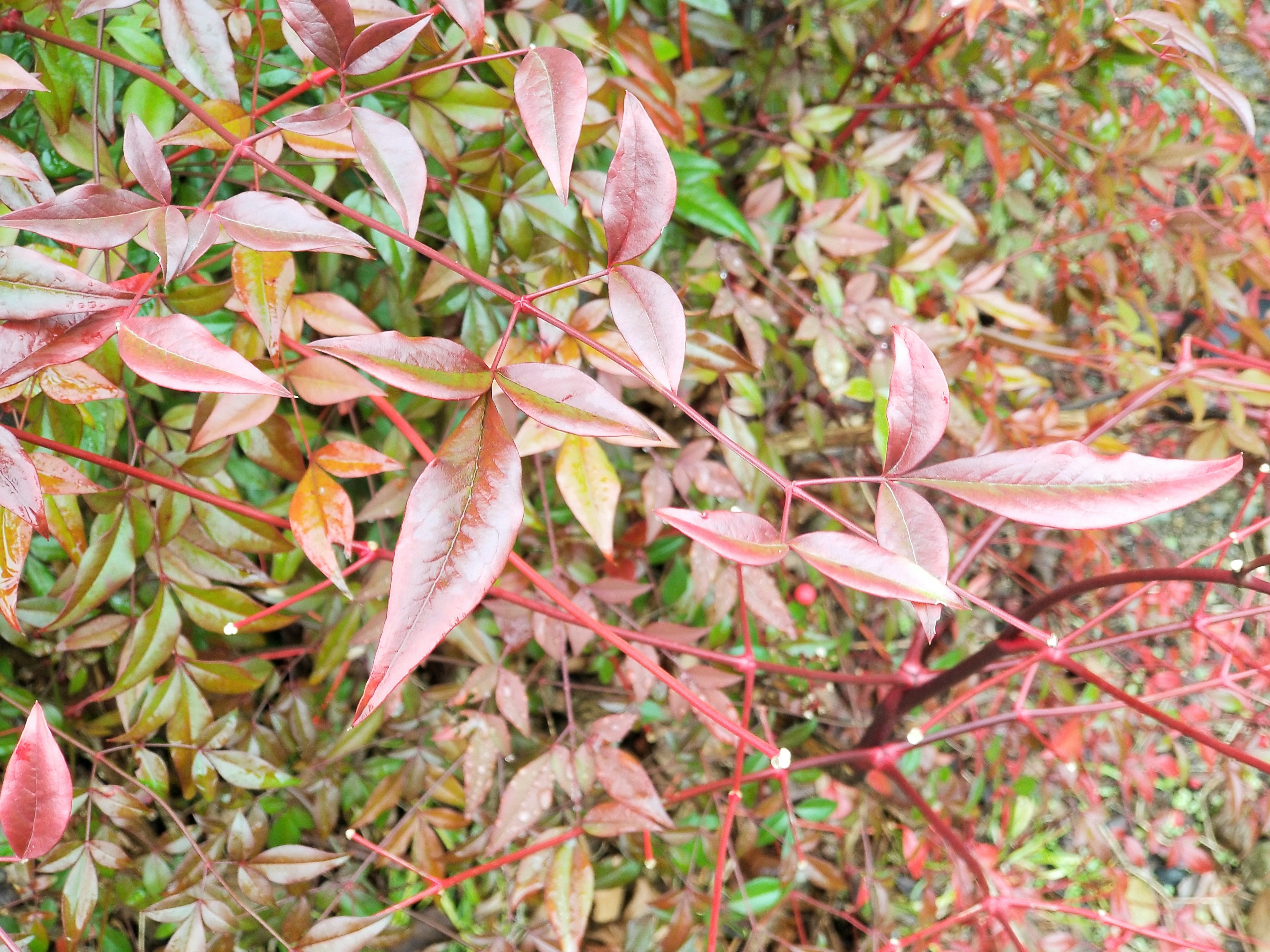 色とりどりの葉が生い茂る植物のクローズアップ