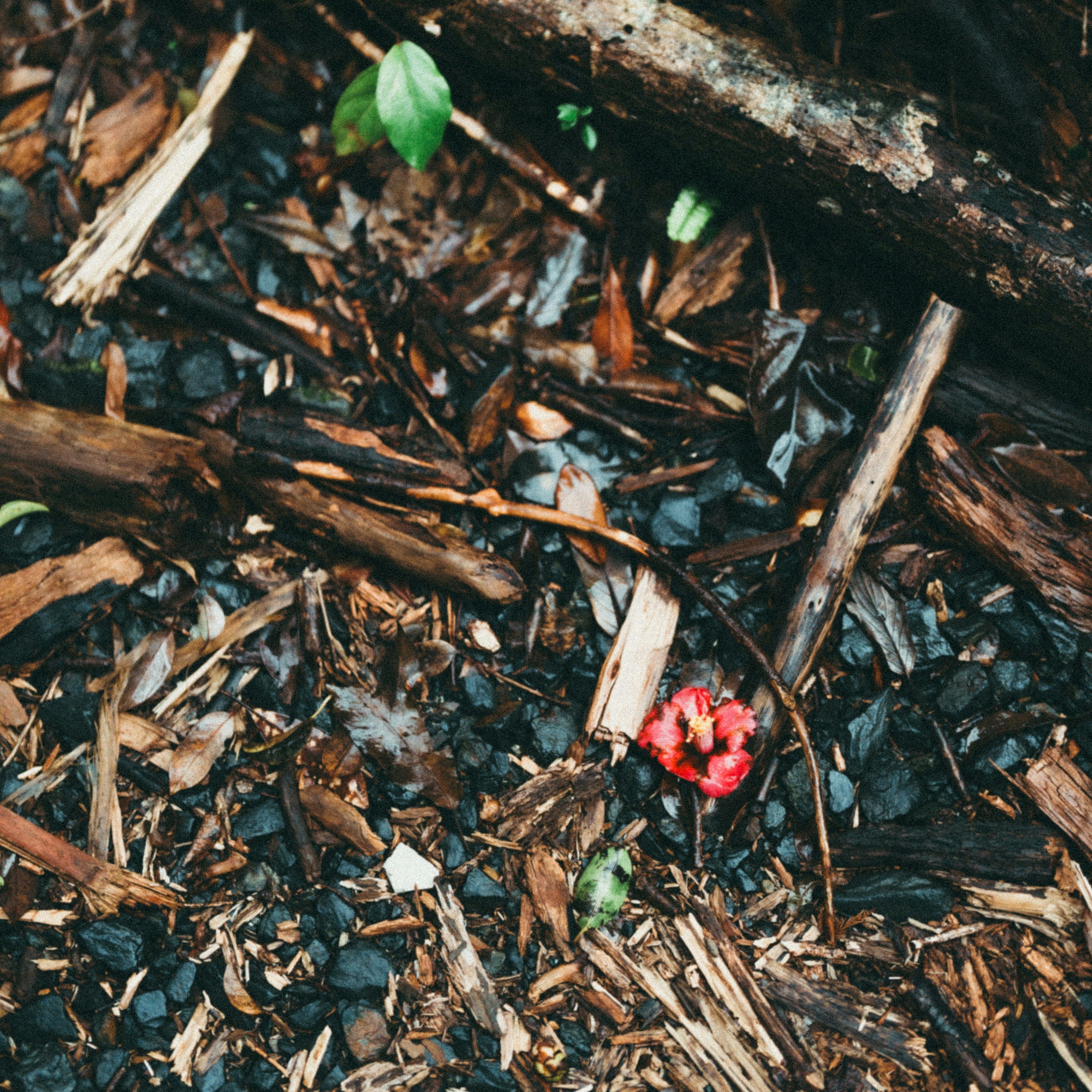 Una pequeña flor roja en el suelo rodeada de astillas de madera y piedras negras