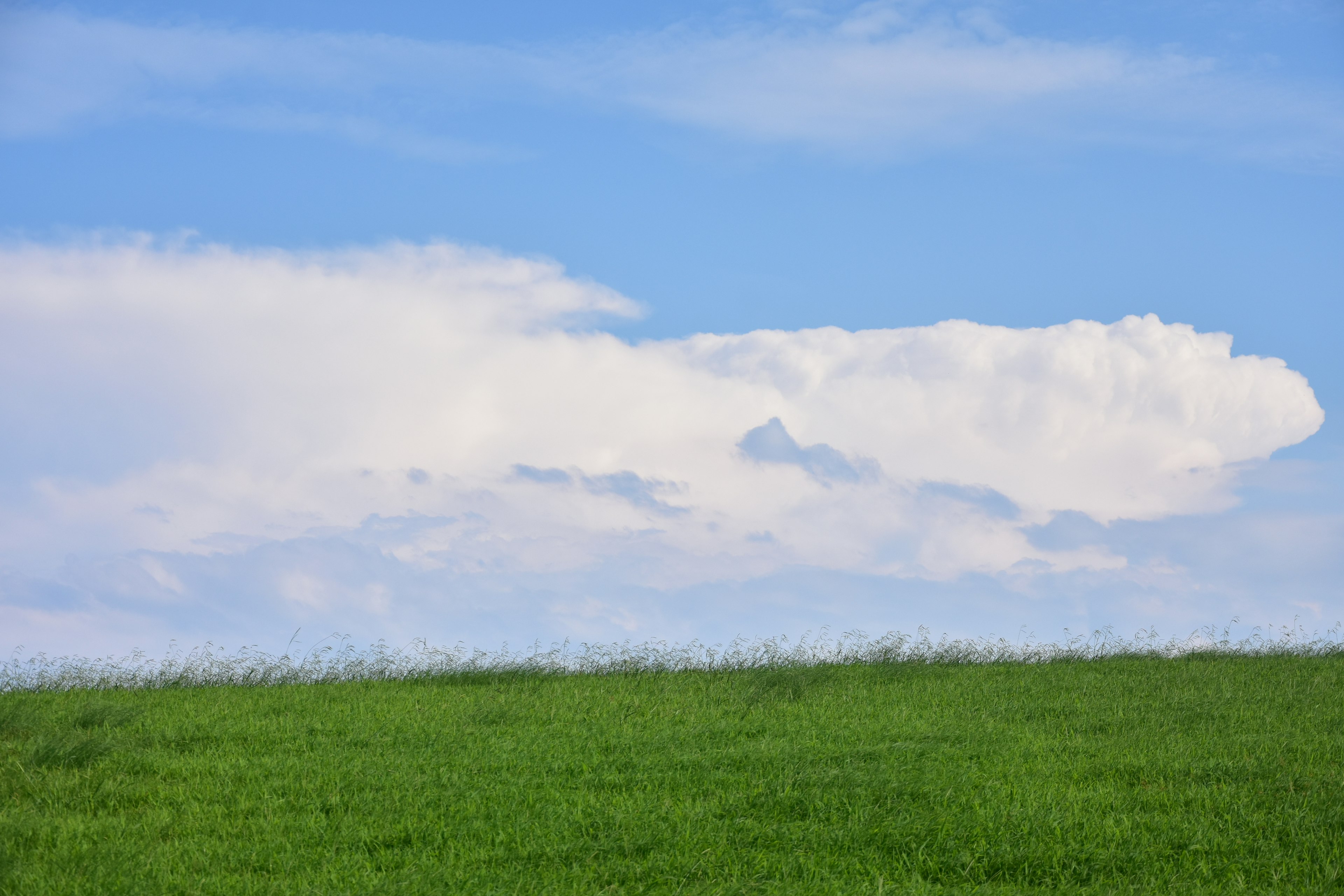 Ladang rumput hijau di bawah langit biru dengan awan putih