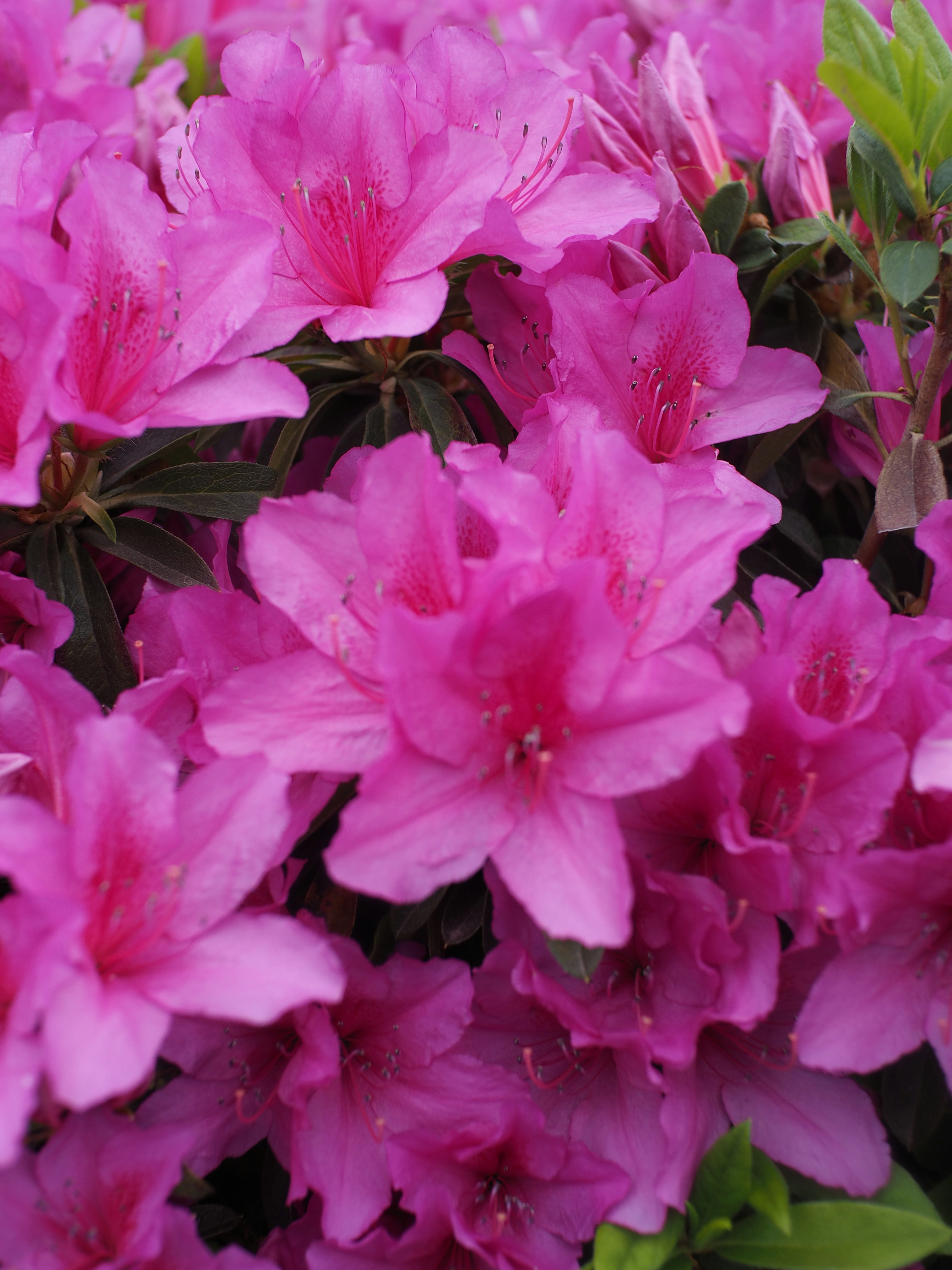 Vibrant clusters of pink azalea flowers in full bloom