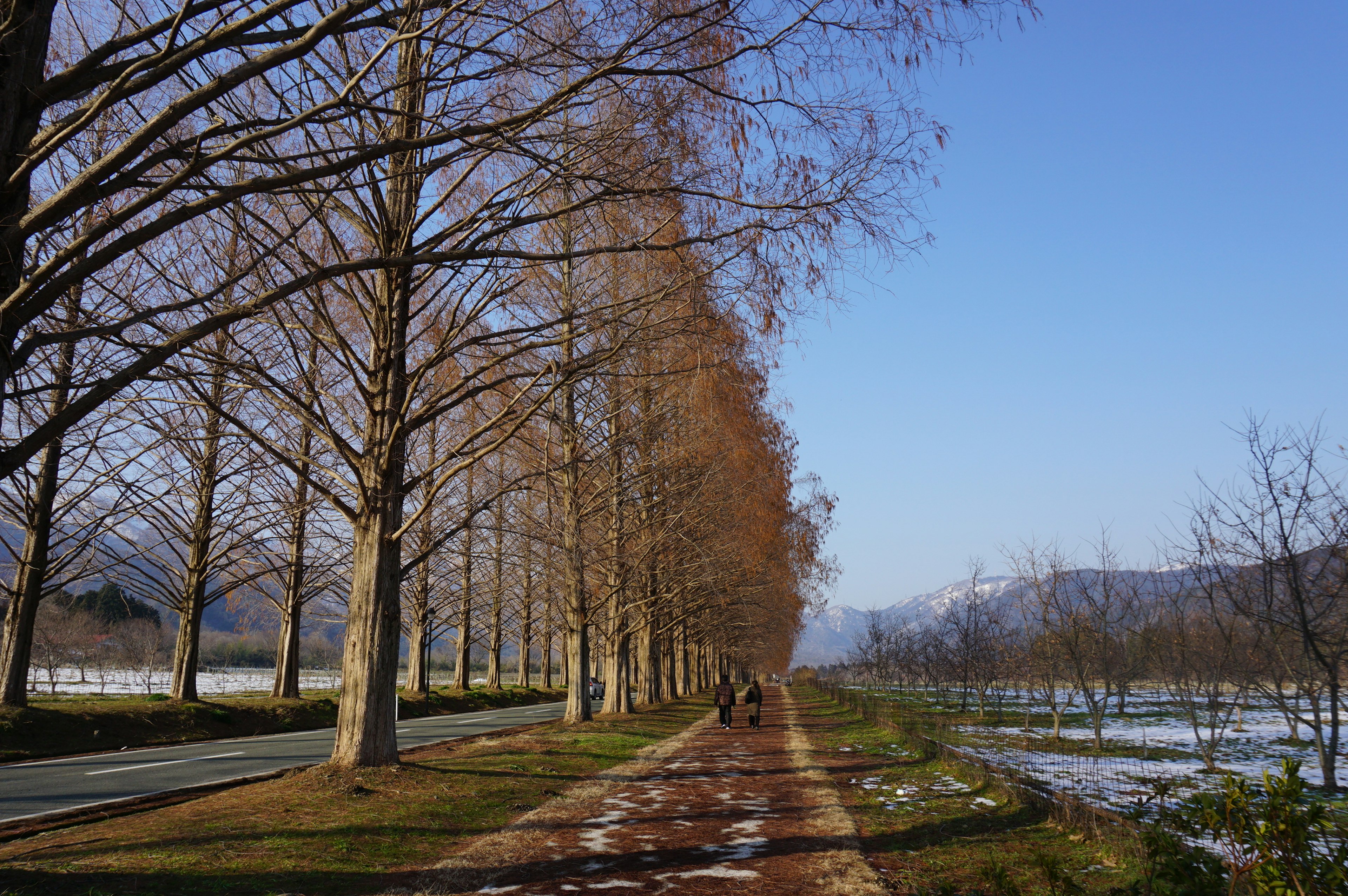 Winter tree-lined path with blue sky