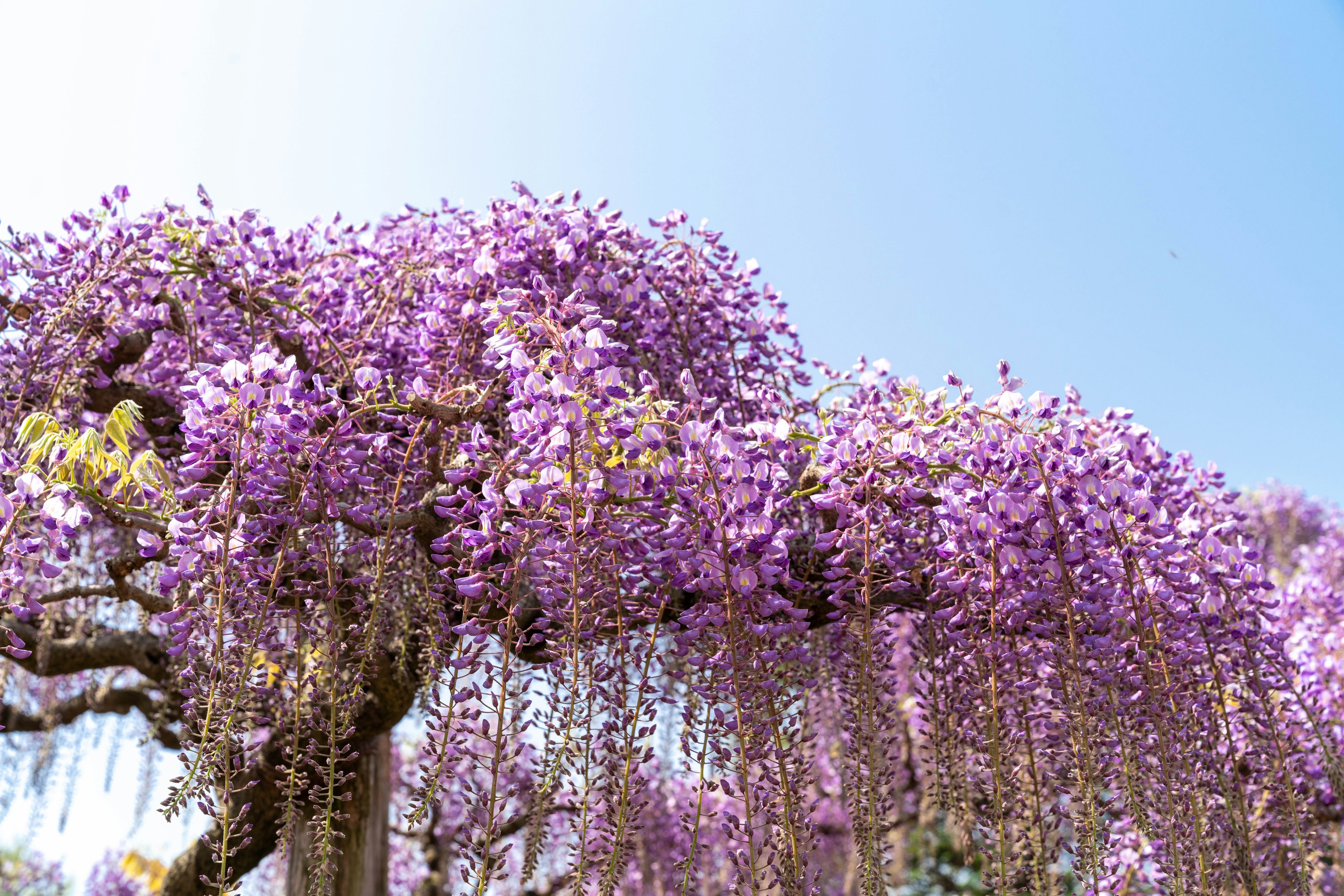 Un arbre avec des fleurs de glycine violettes en cascade sous un ciel bleu clair