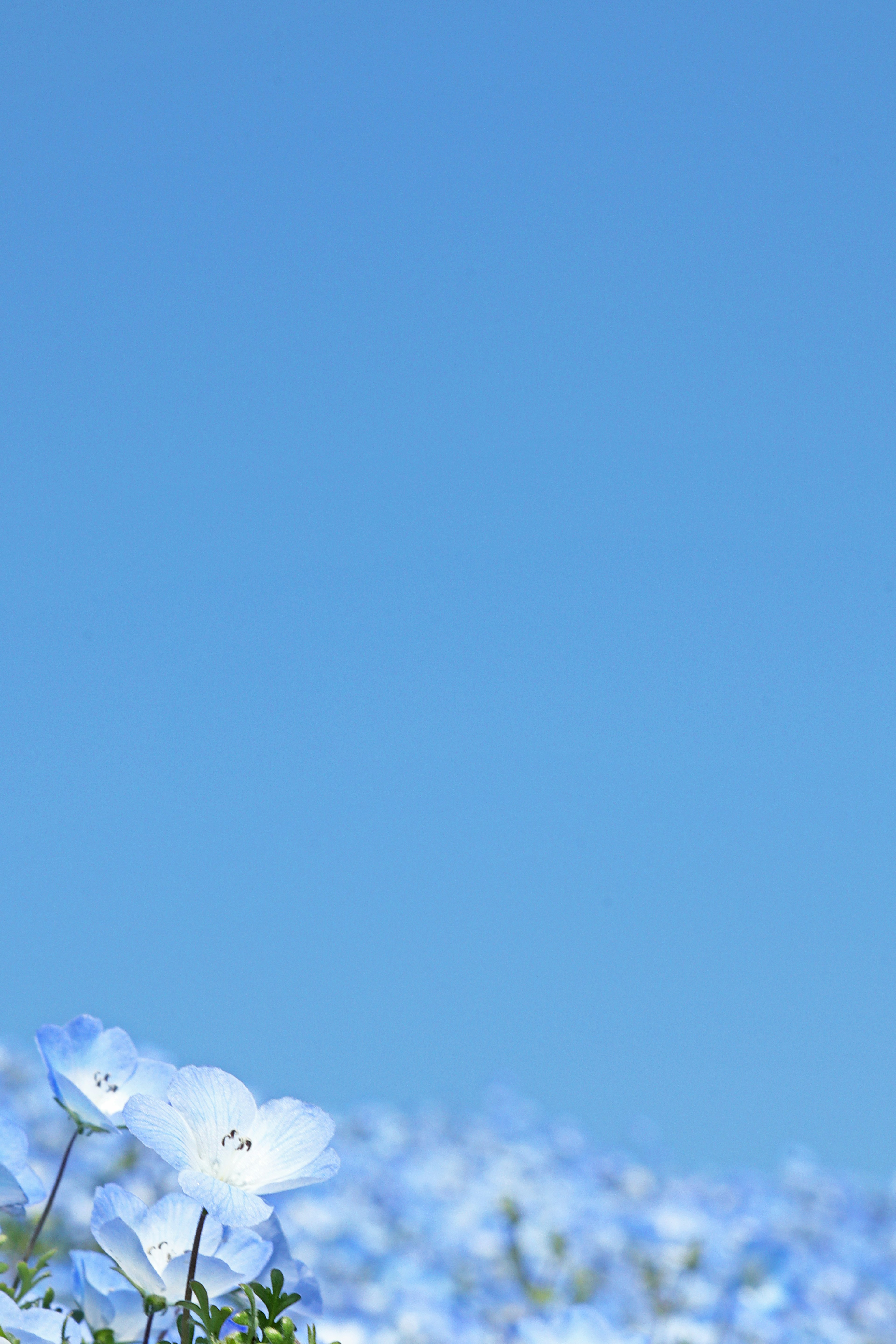 Paisaje de flores azules bajo un cielo azul claro