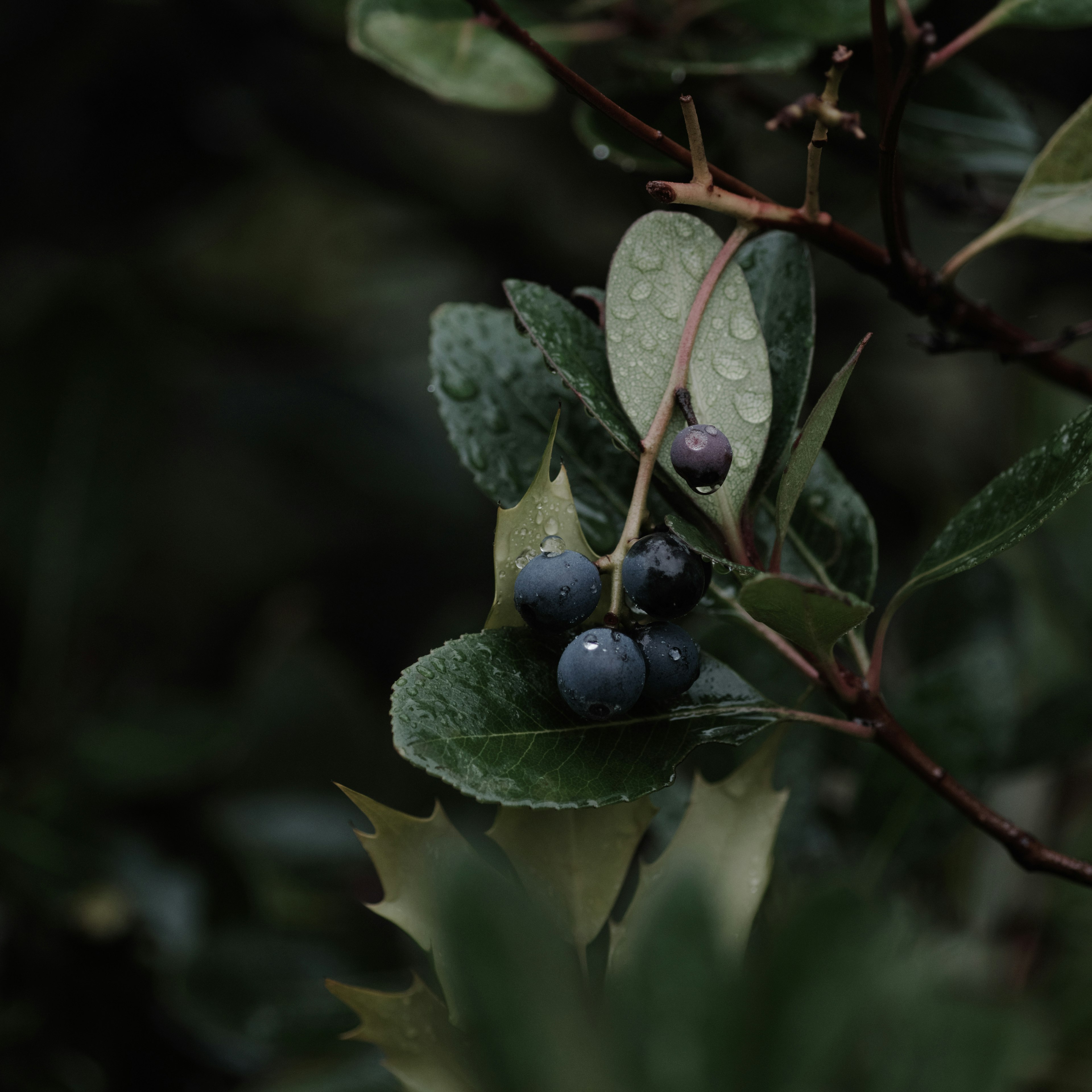 Branche de myrtille avec des gouttes d'eau sur les feuilles