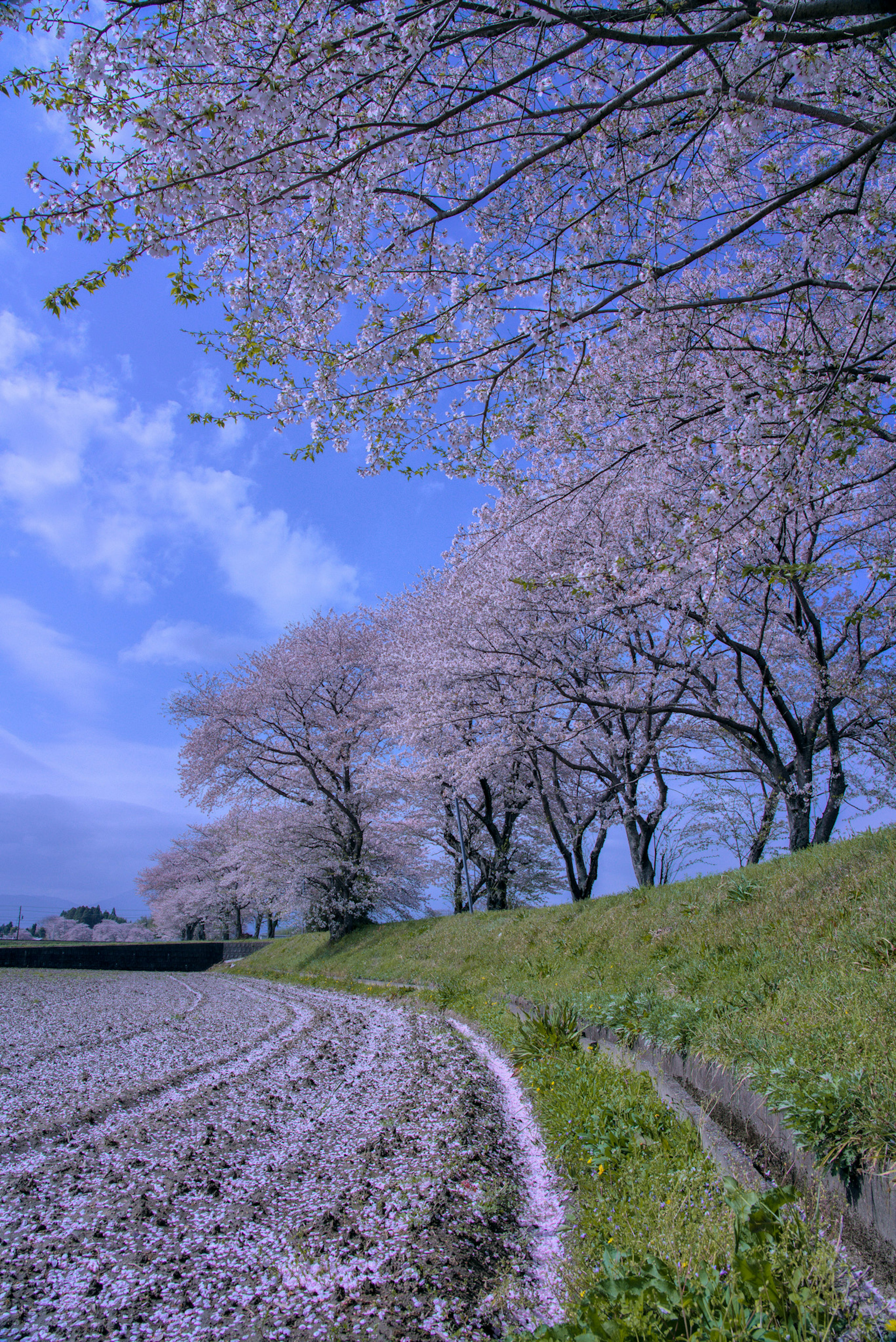 Pohon sakura yang berbunga di sepanjang jalan di bawah langit biru dengan kelopak yang jatuh