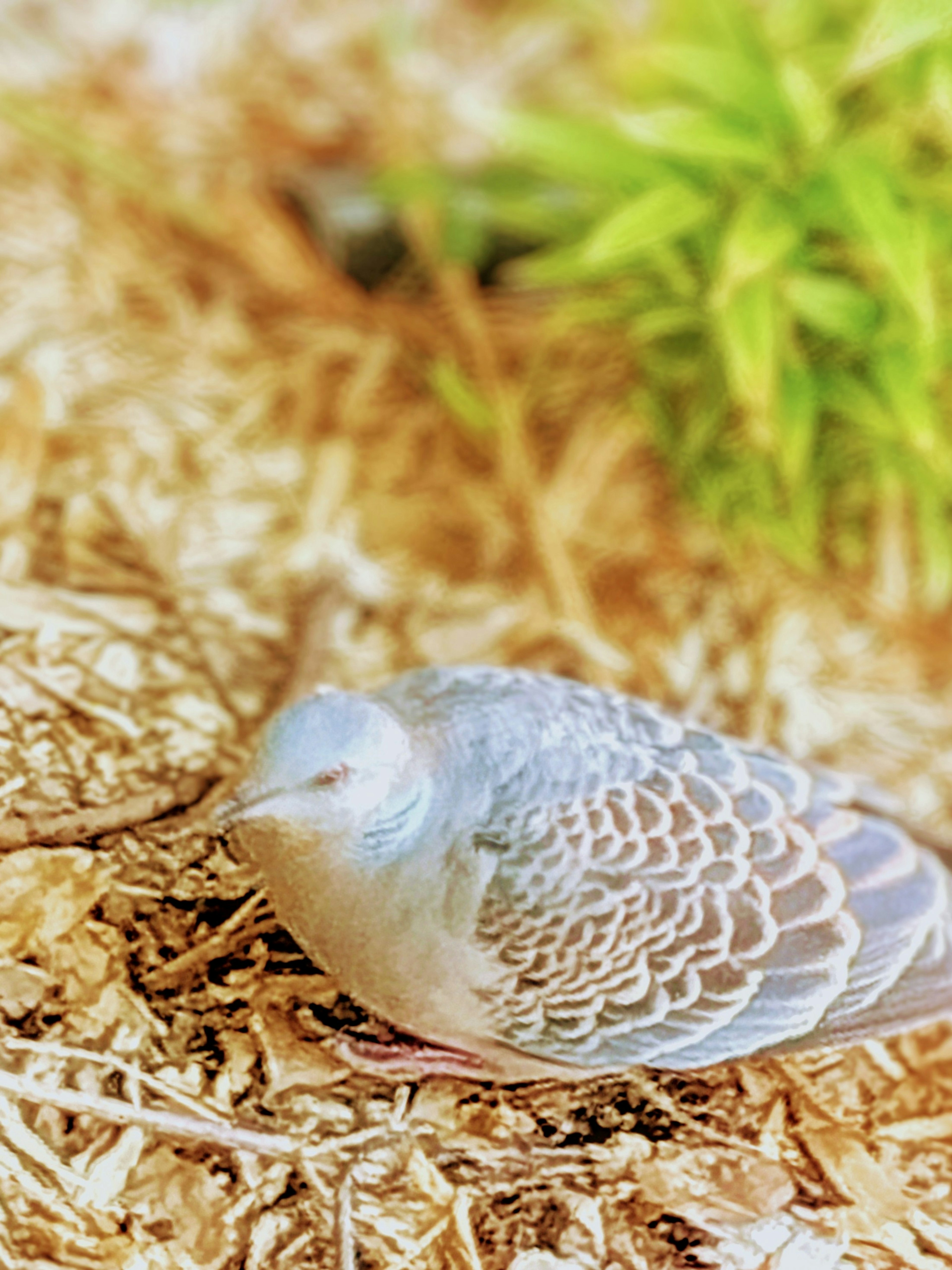 Un pigeon aux plumes bleues se reposant sur le sol