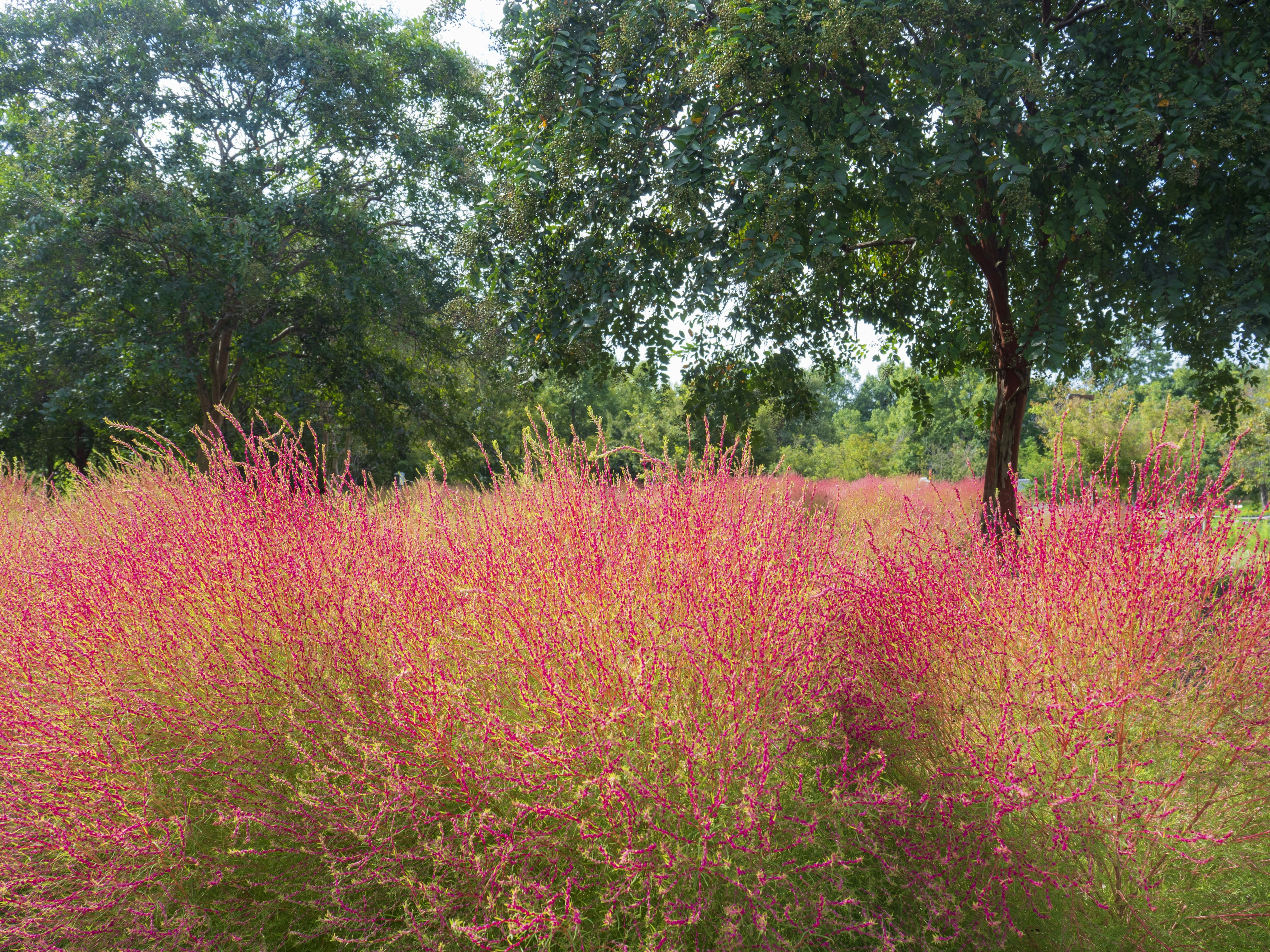 緑の木々に囲まれたピンクの草原が広がる風景