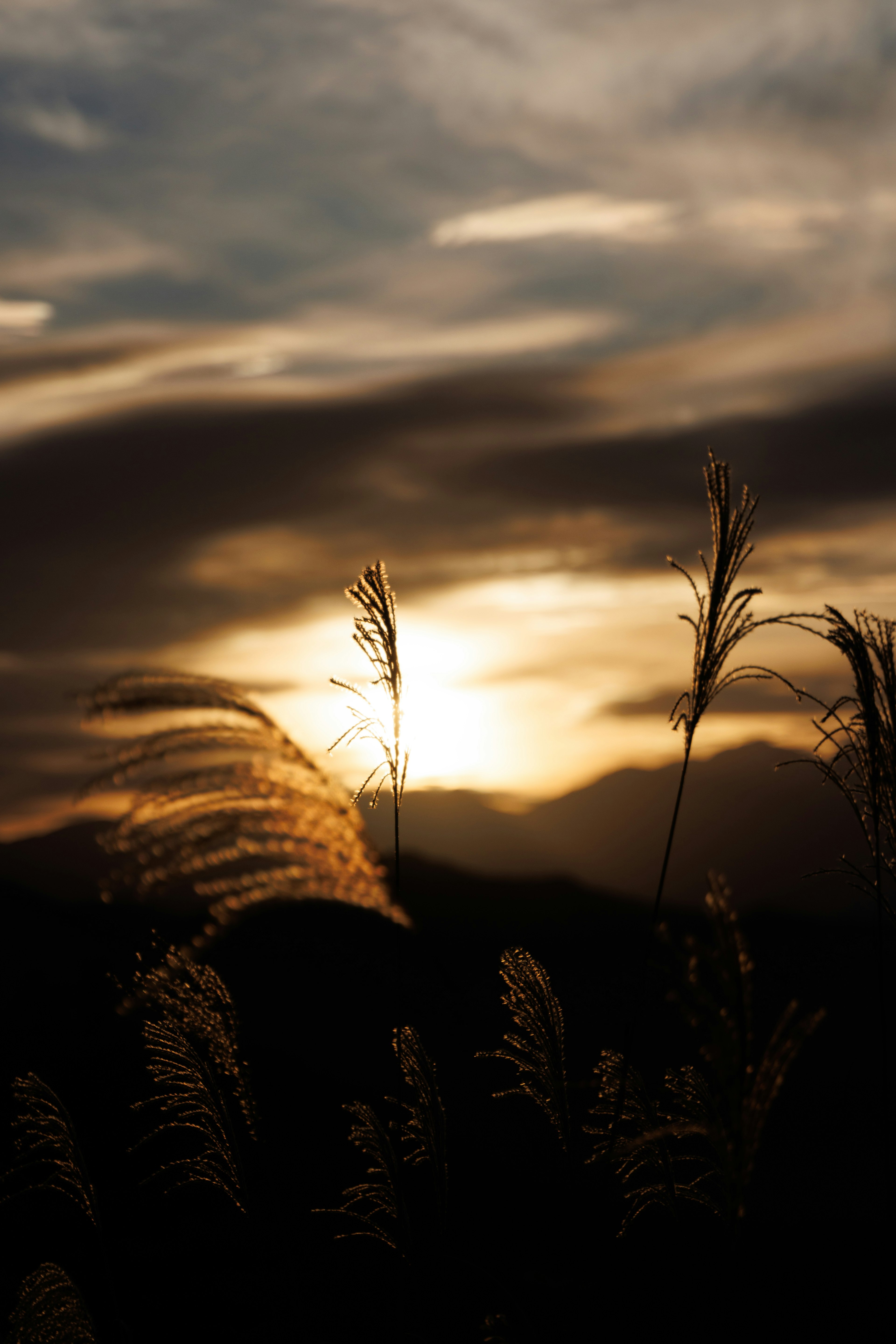 Silhouette d'herbe contre un beau coucher de soleil