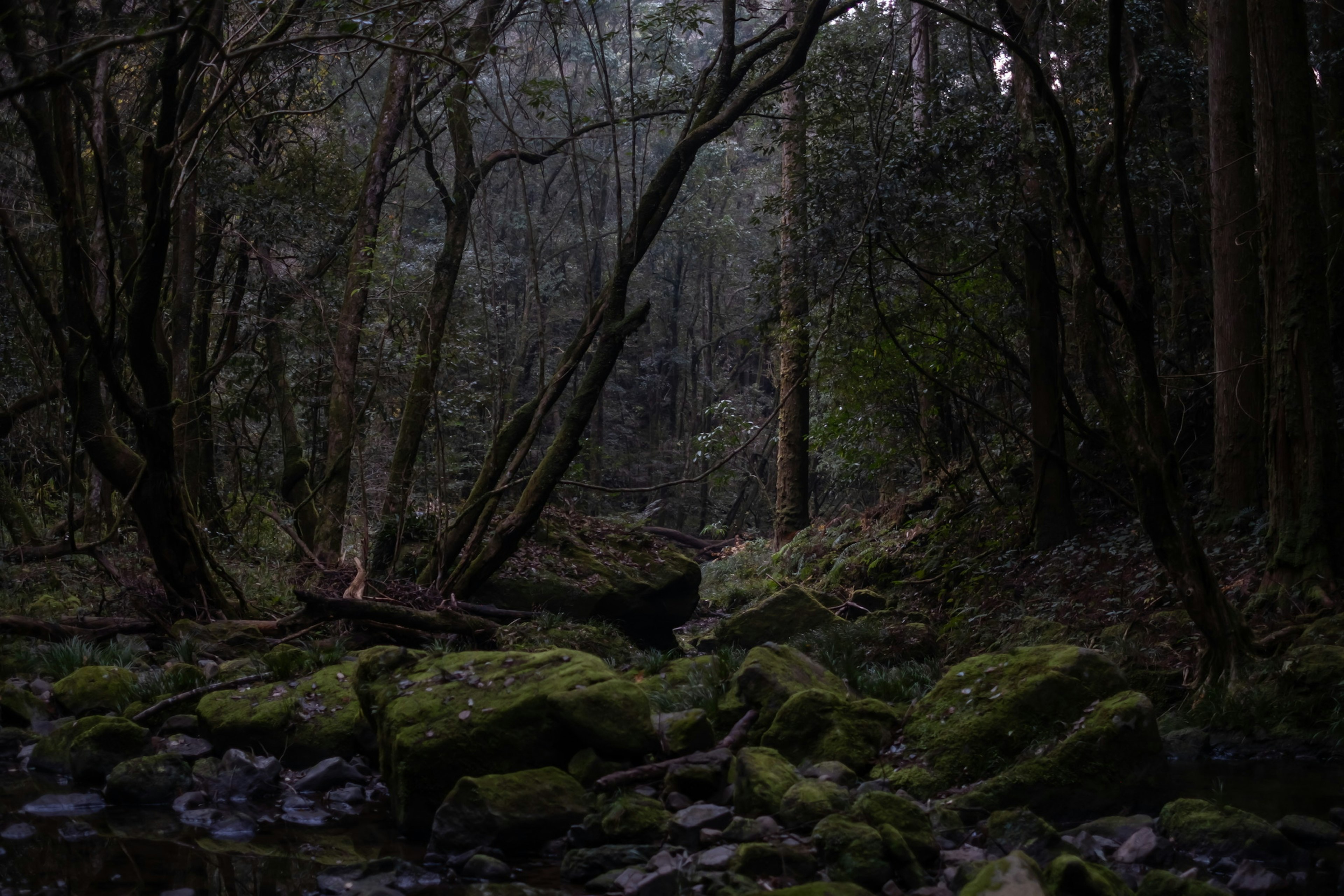 暗い森の中にある苔むした岩と木々