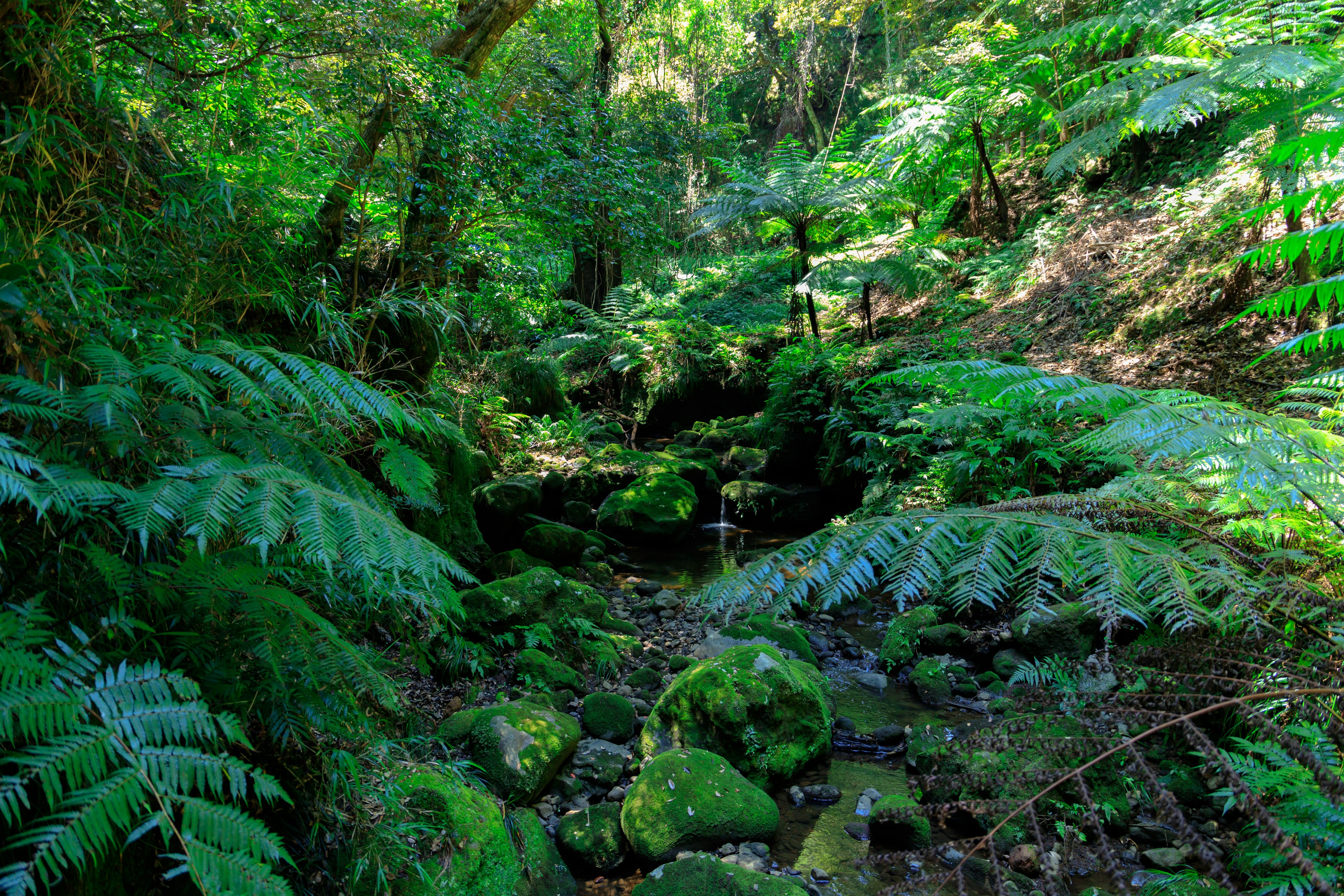 Lush green forest stream with ferns and mossy rocks