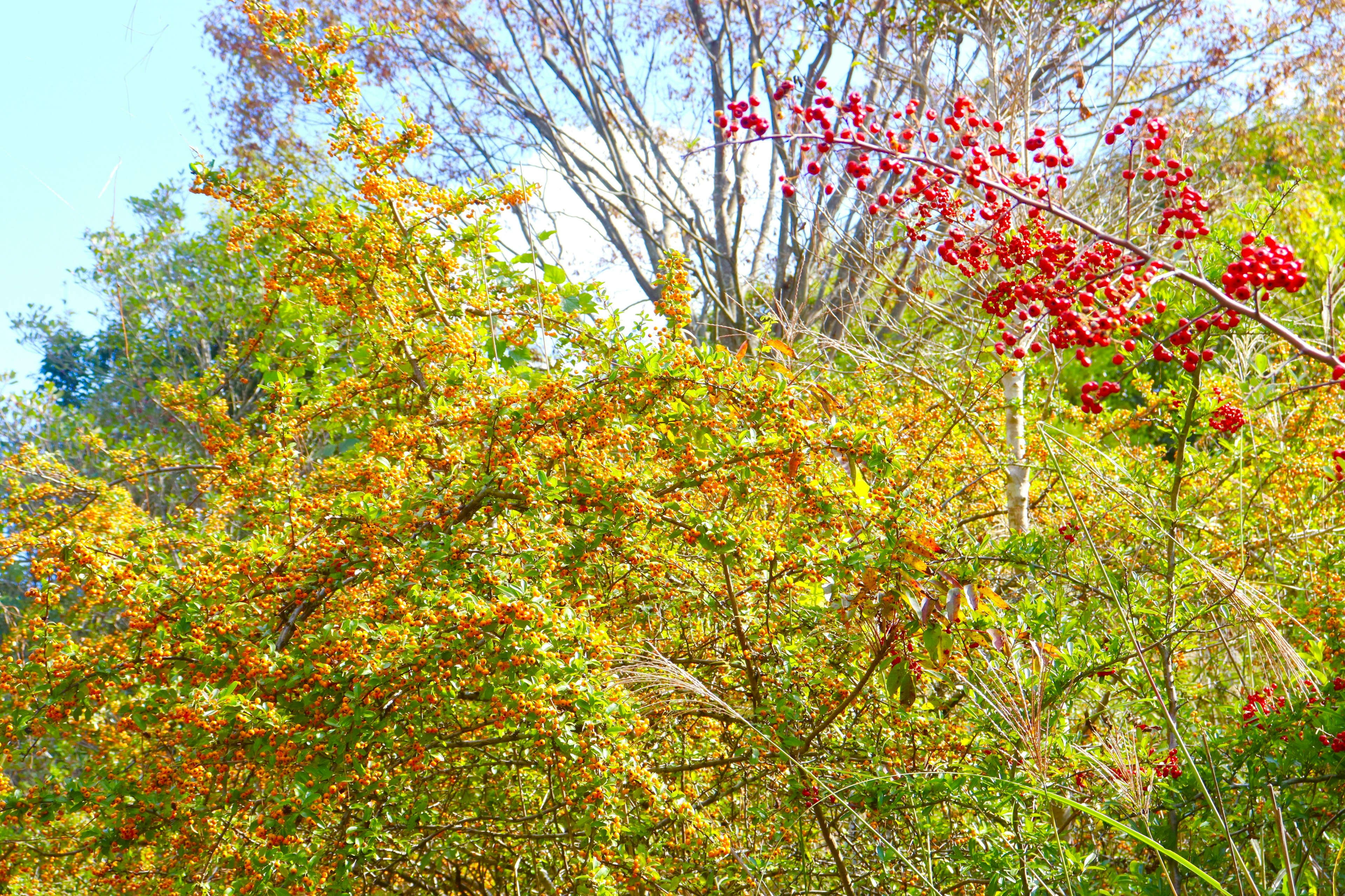 Herbstlandschaft mit bunten Blättern und roten Beeren