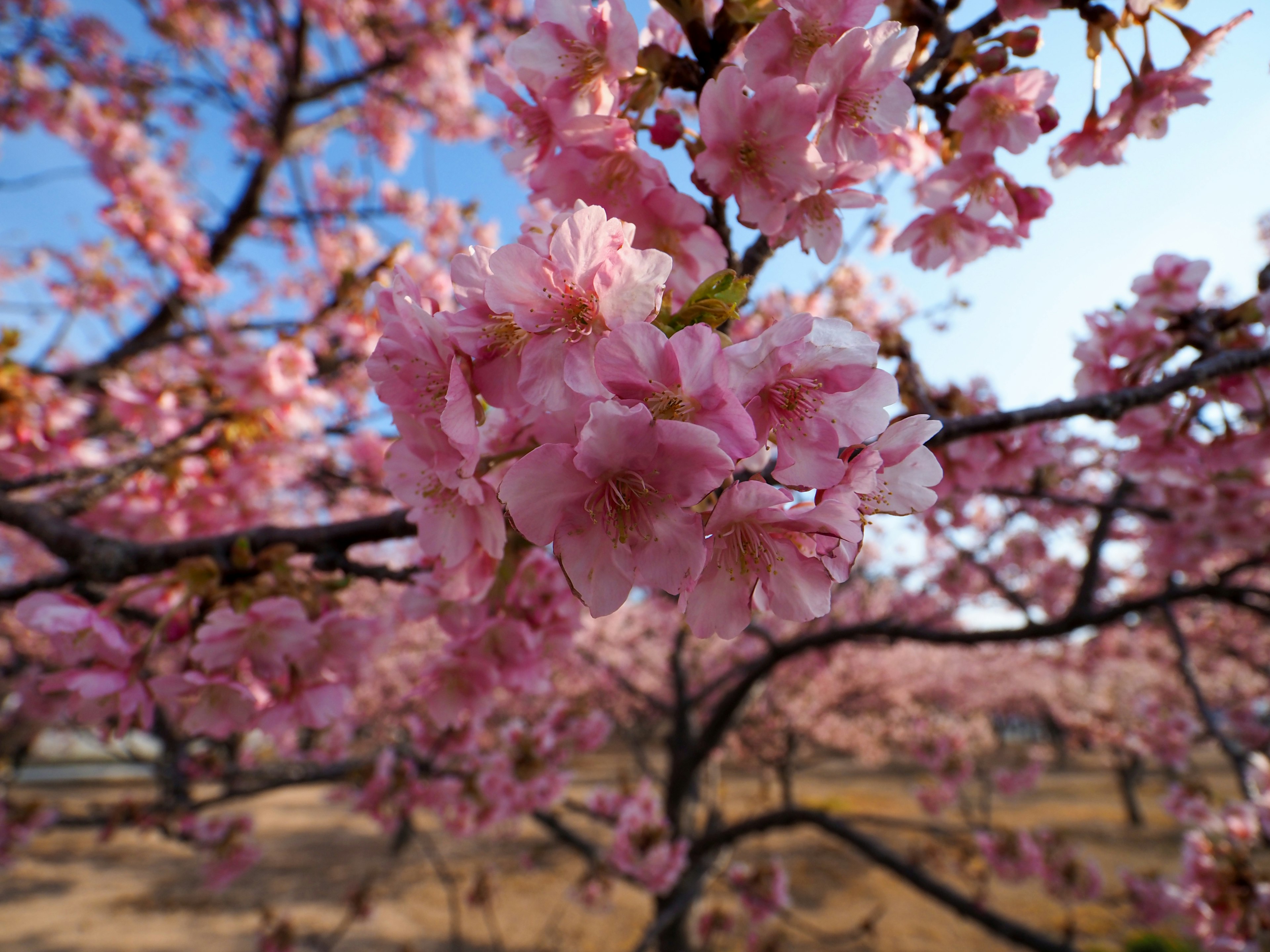 Kedekatan bunga sakura yang indah di cabang