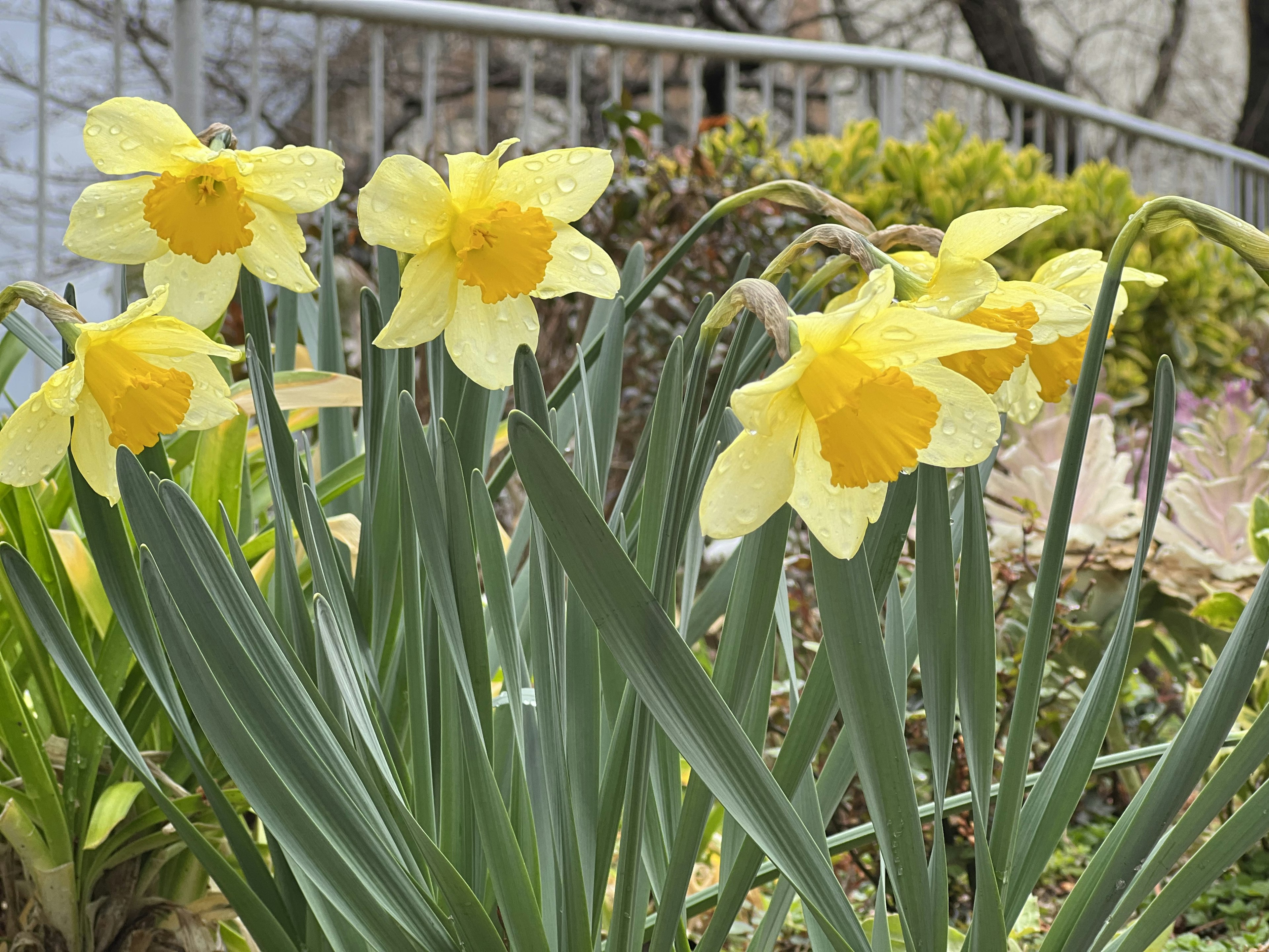 黄色い水仙の花が咲いている庭の景色