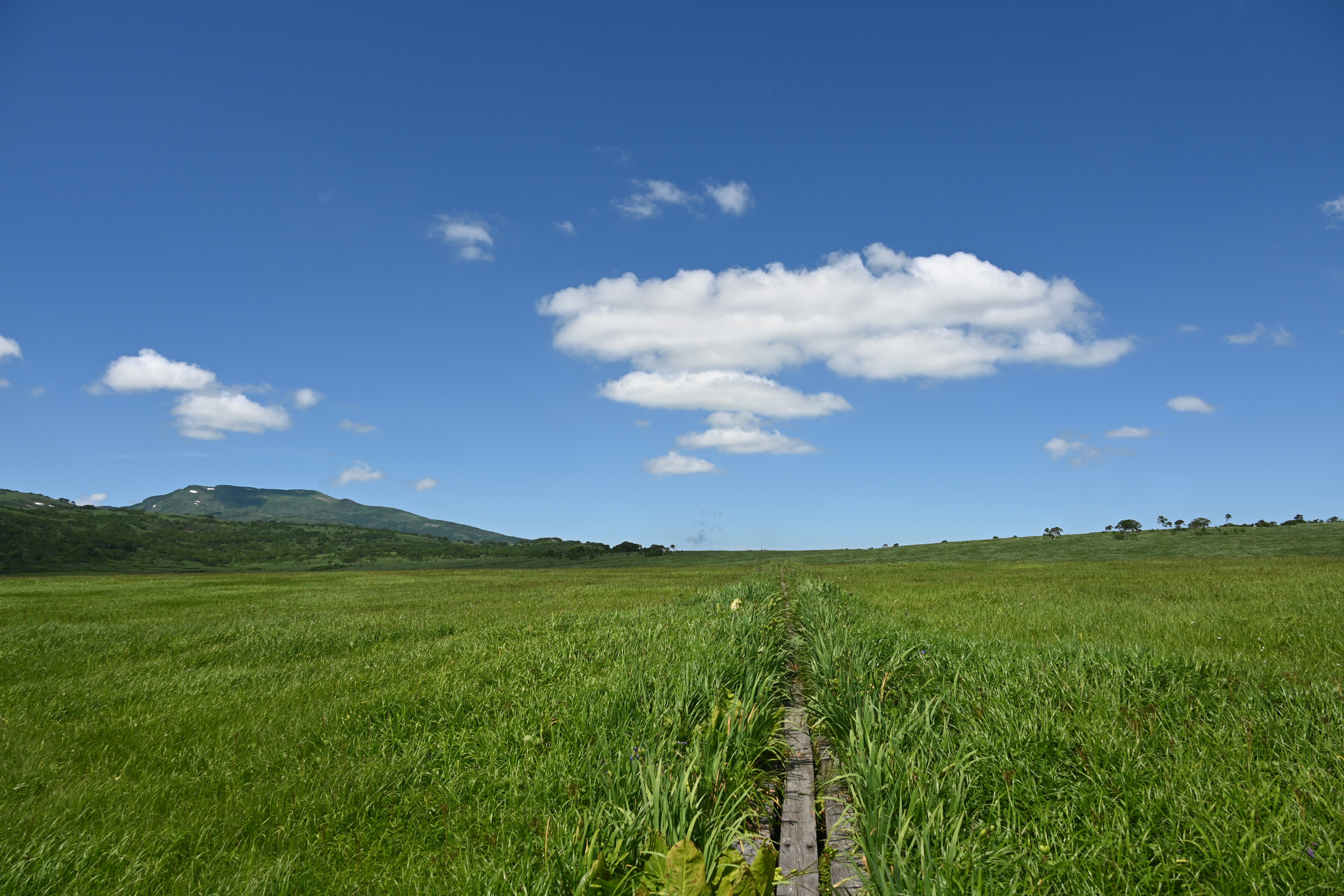 Üppiges grünes Feld unter einem blauen Himmel mit weißen Wolken und einem Weg