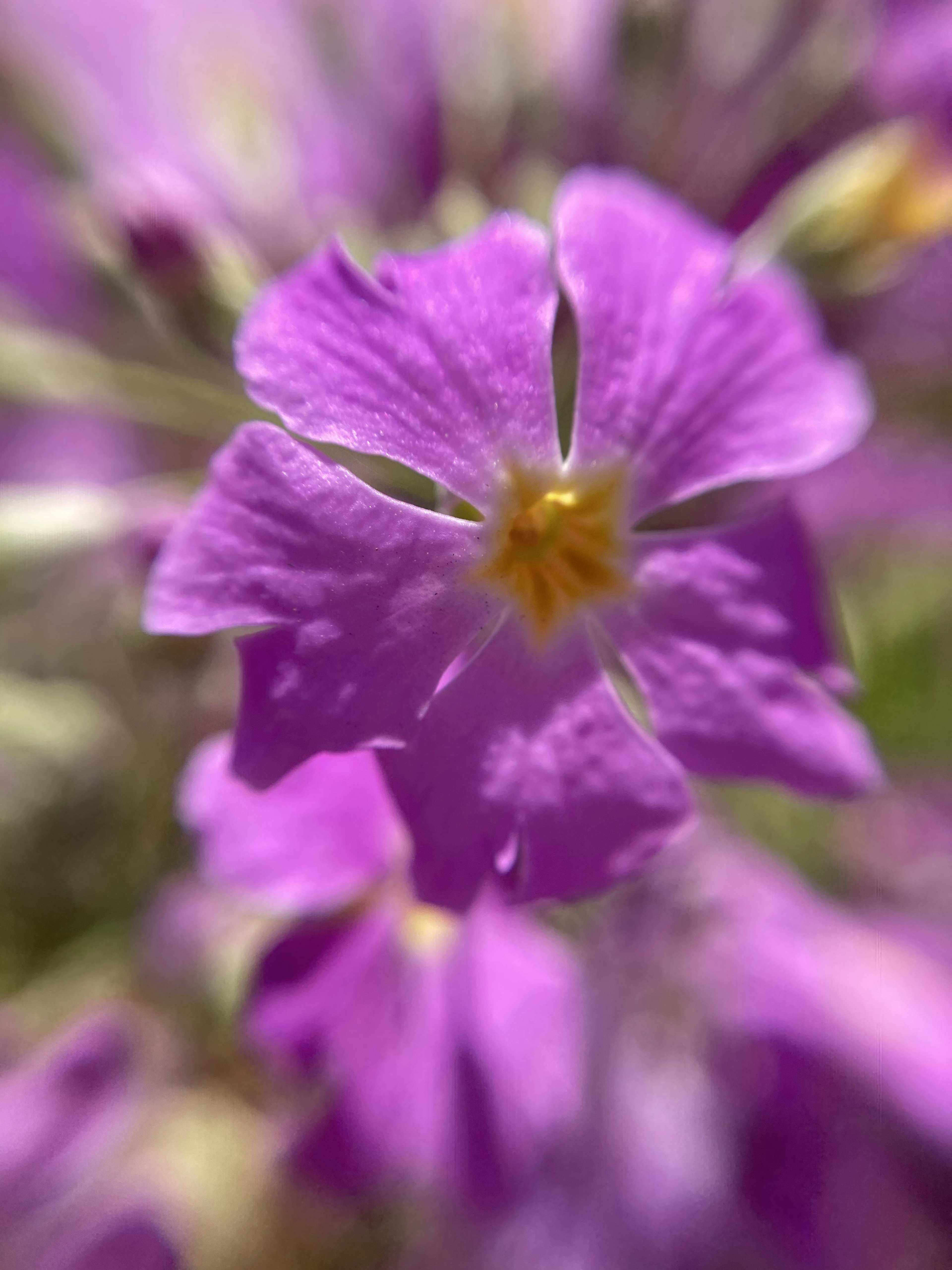 鮮やかな紫色の花のクローズアップ画像中心に黄色い部分がある