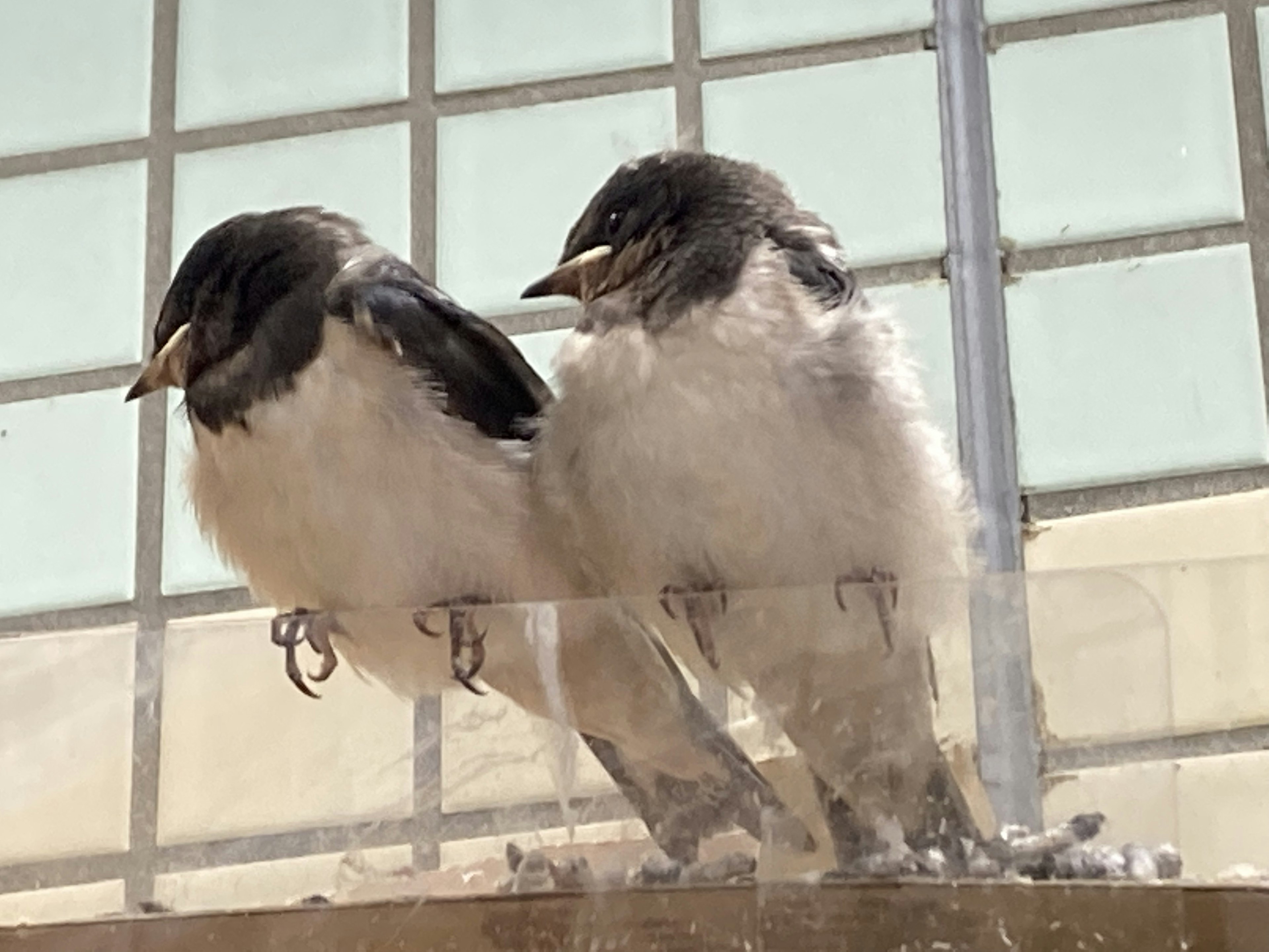 Zwei kleine Vögel, die nebeneinander auf einer Fensterbank sitzen