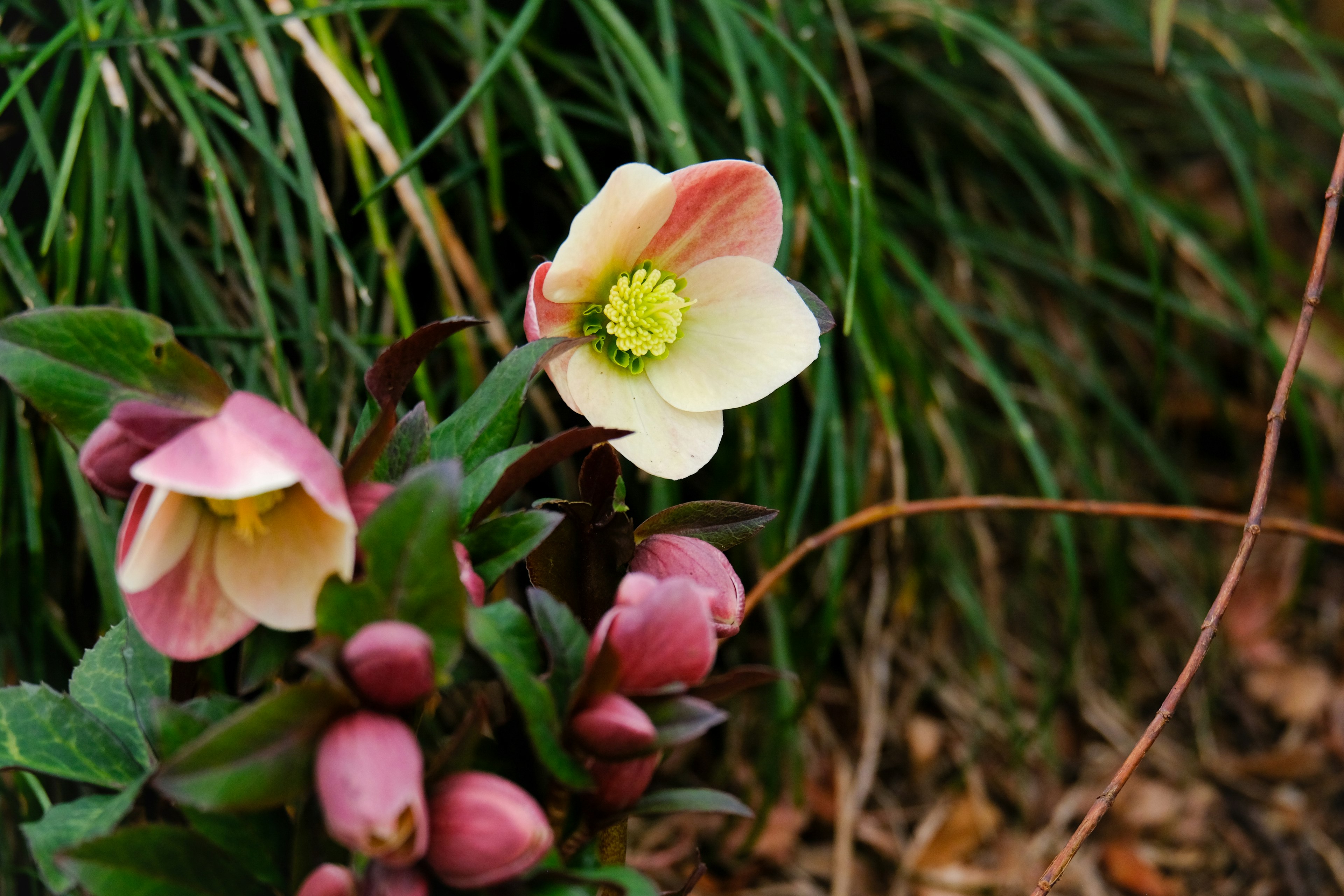 Scenario naturale con fiori e erba verde