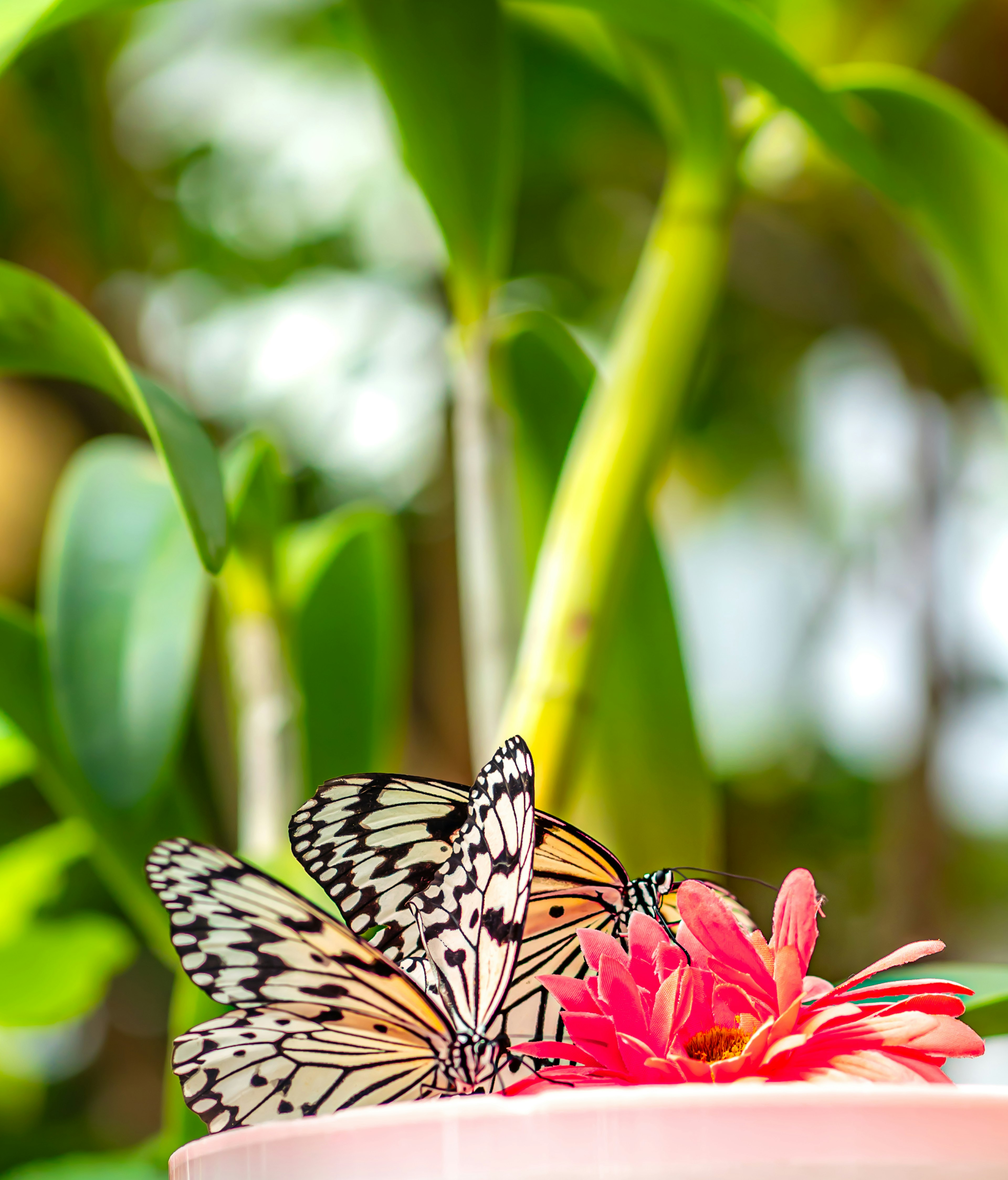 Two black and white butterflies on a pink flower with green foliage background