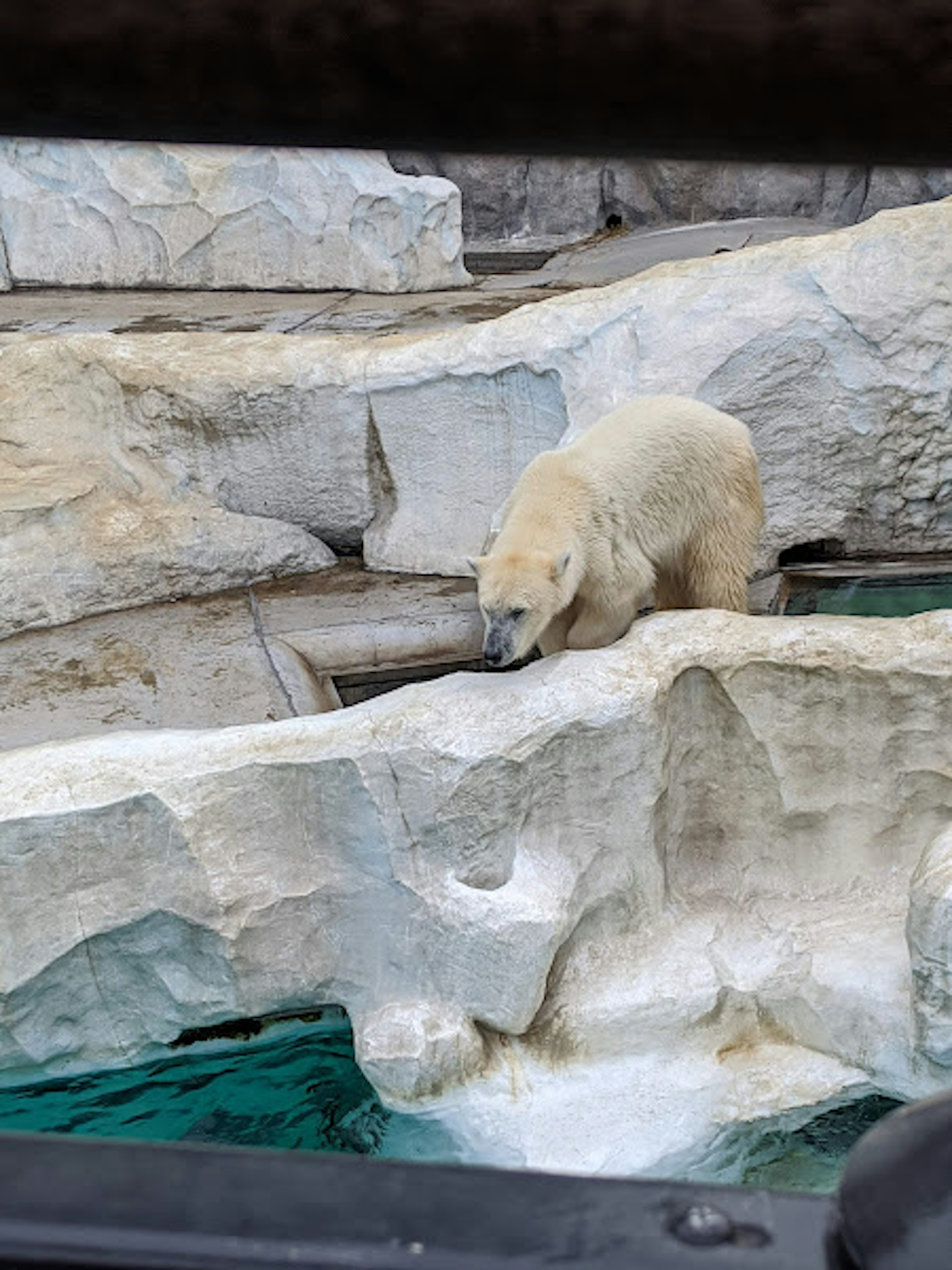 Un oso polar caminando sobre rocas cerca del agua en un zoológico