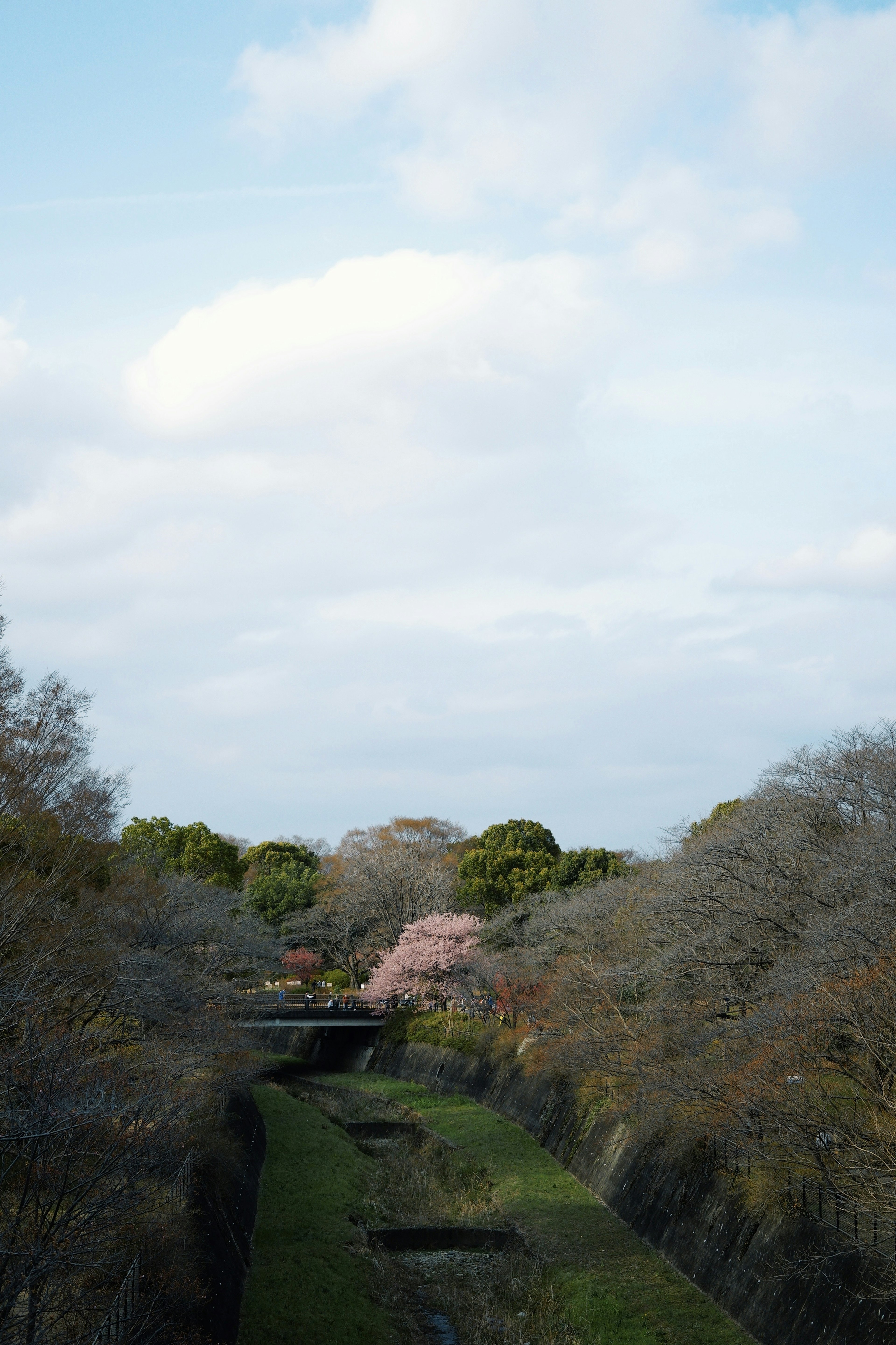 青空の下に広がる緑の草地と桜の木が見える風景