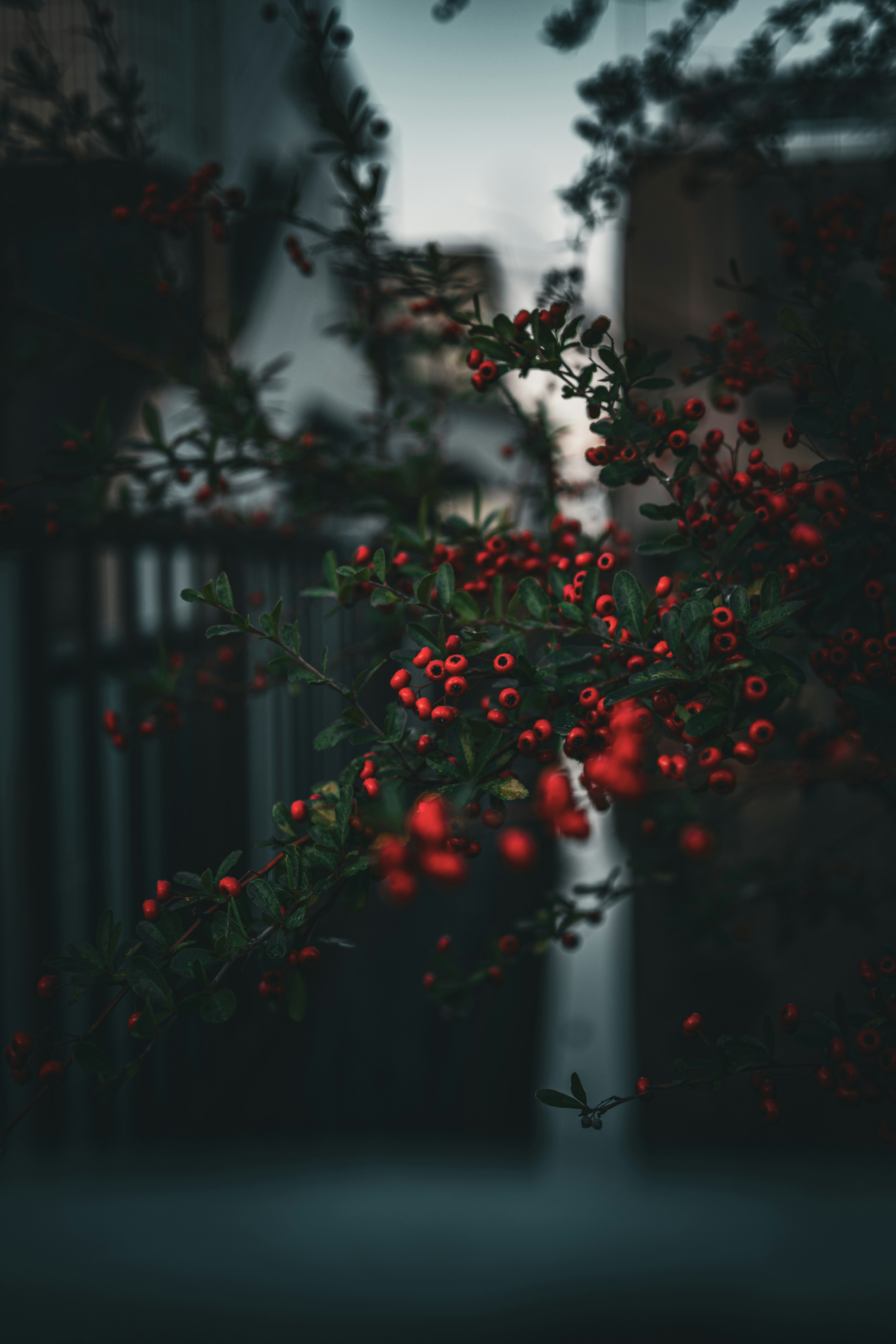 Une branche avec des baies rouges sur fond sombre