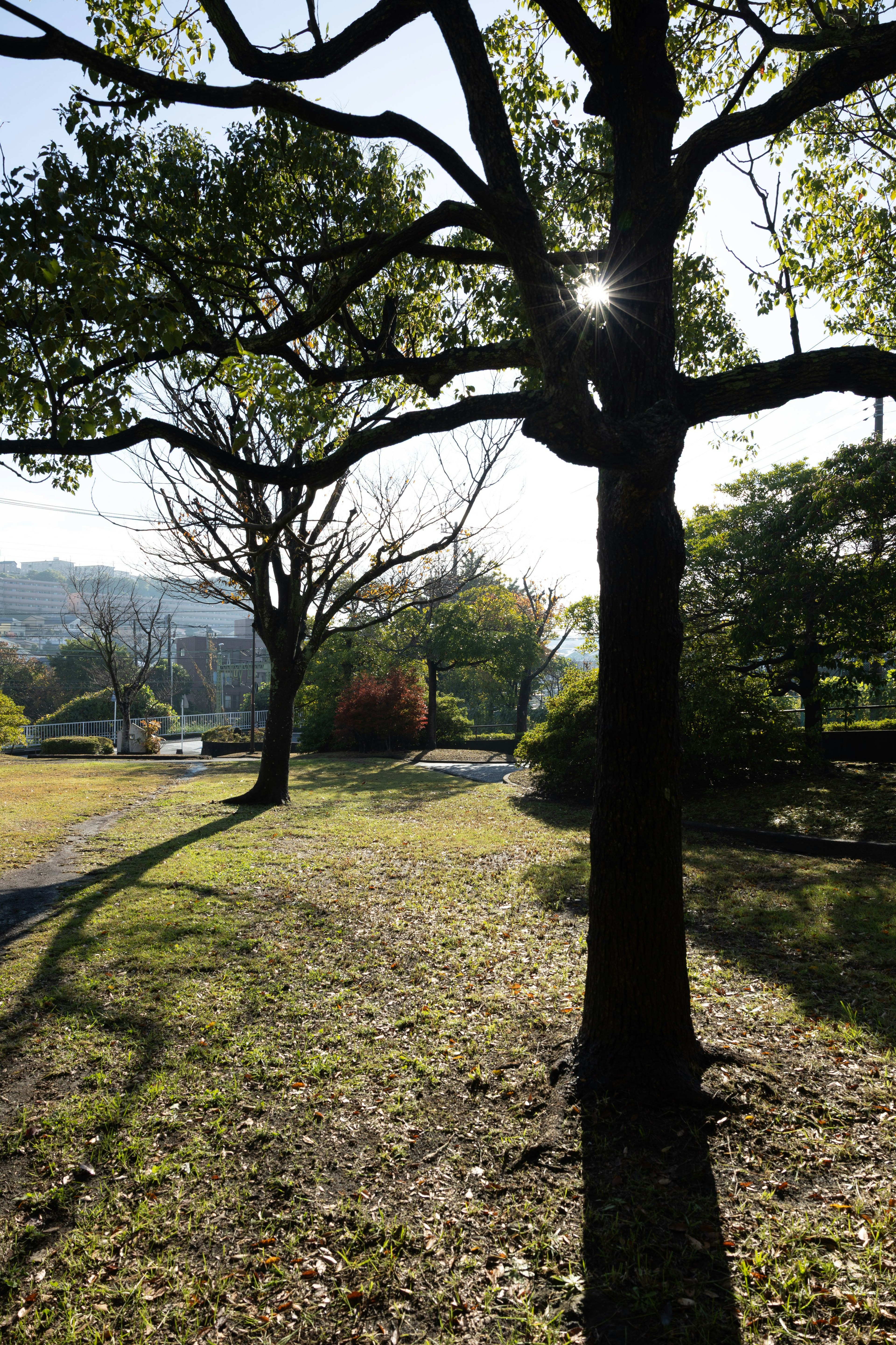 Bäume in einem Park mit Sonnenlicht und grünem Gras
