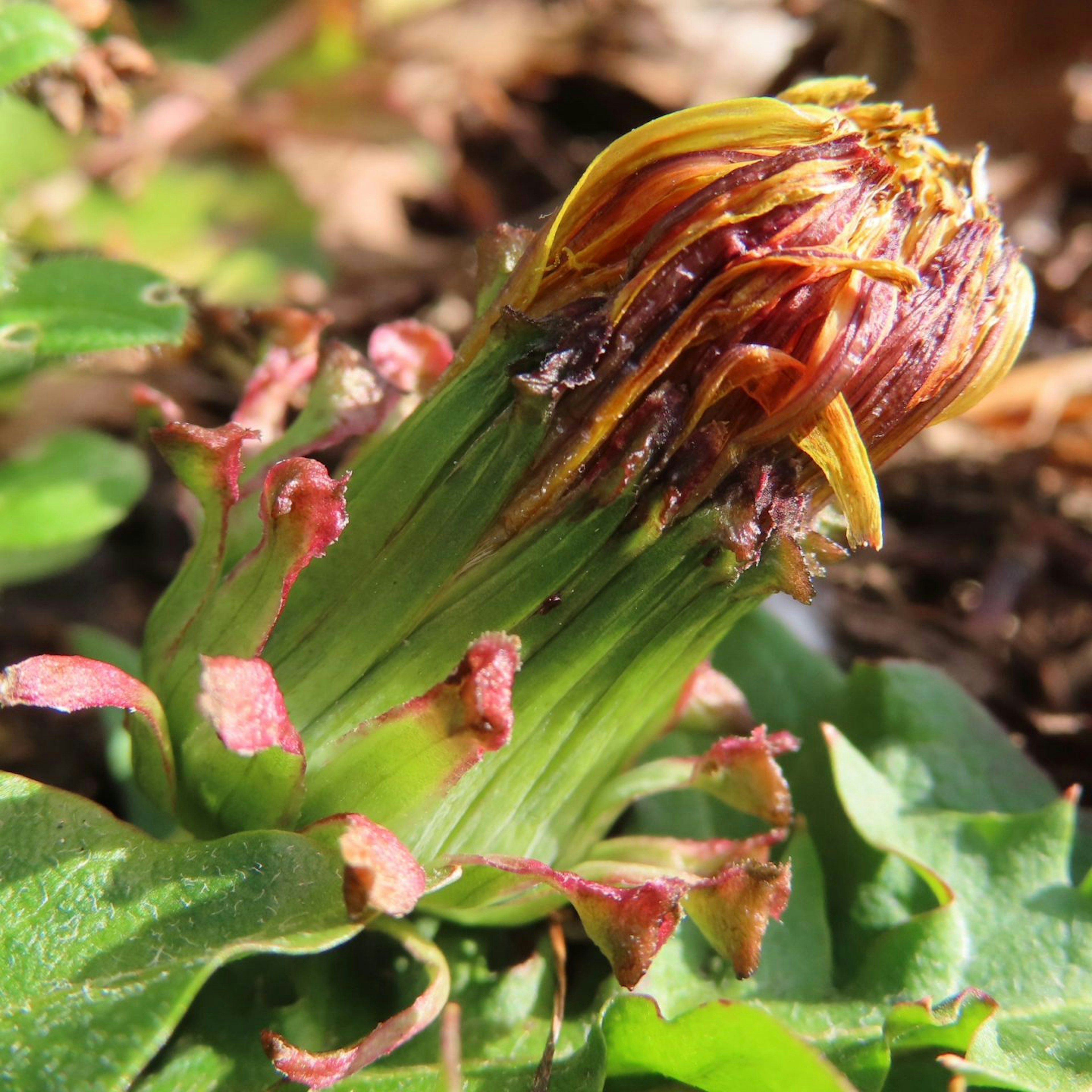 Image of a flower bud about to bloom green leaves and reddish petals