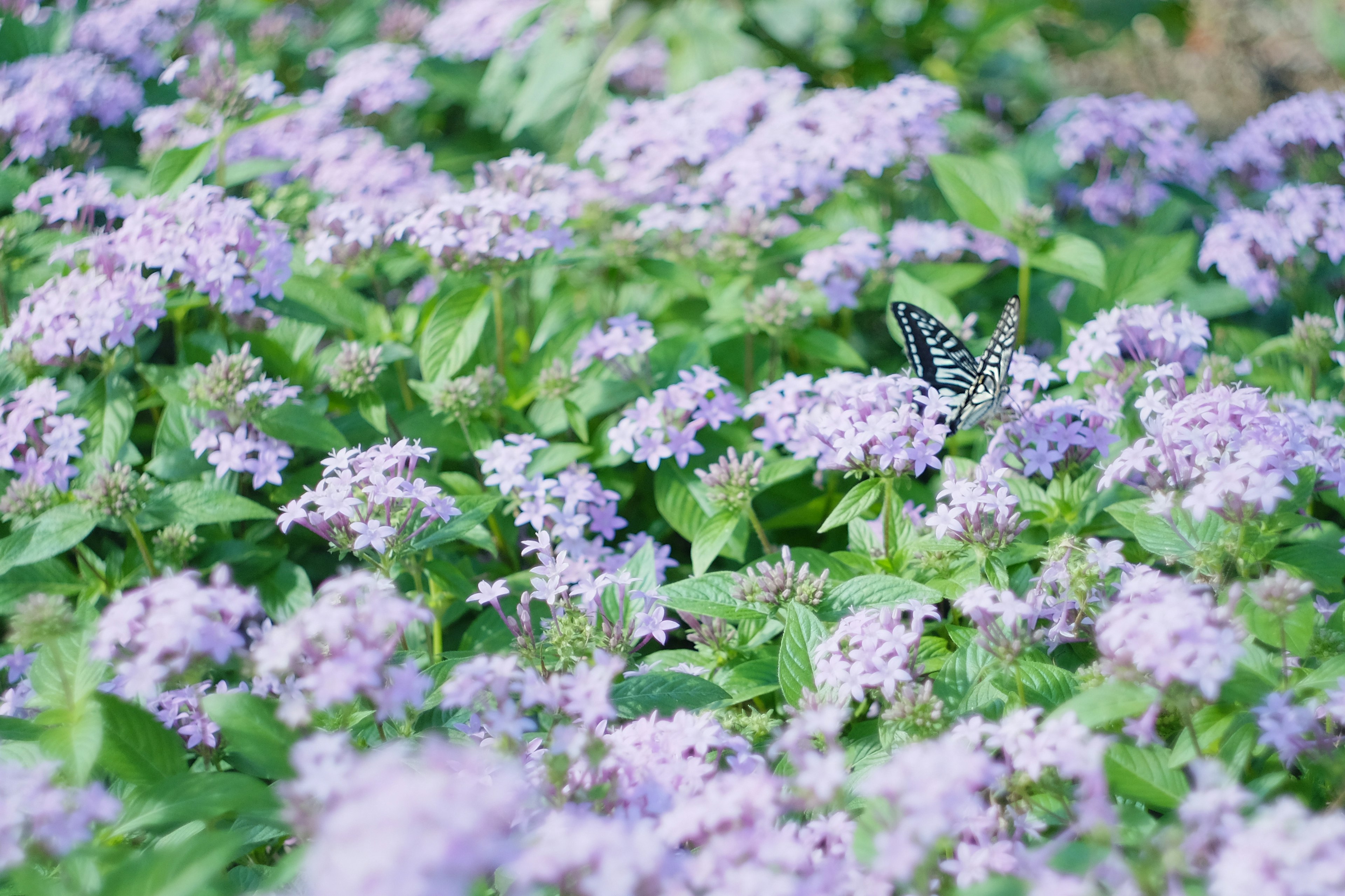 Imagen de una mariposa entre flores moradas y hojas verdes