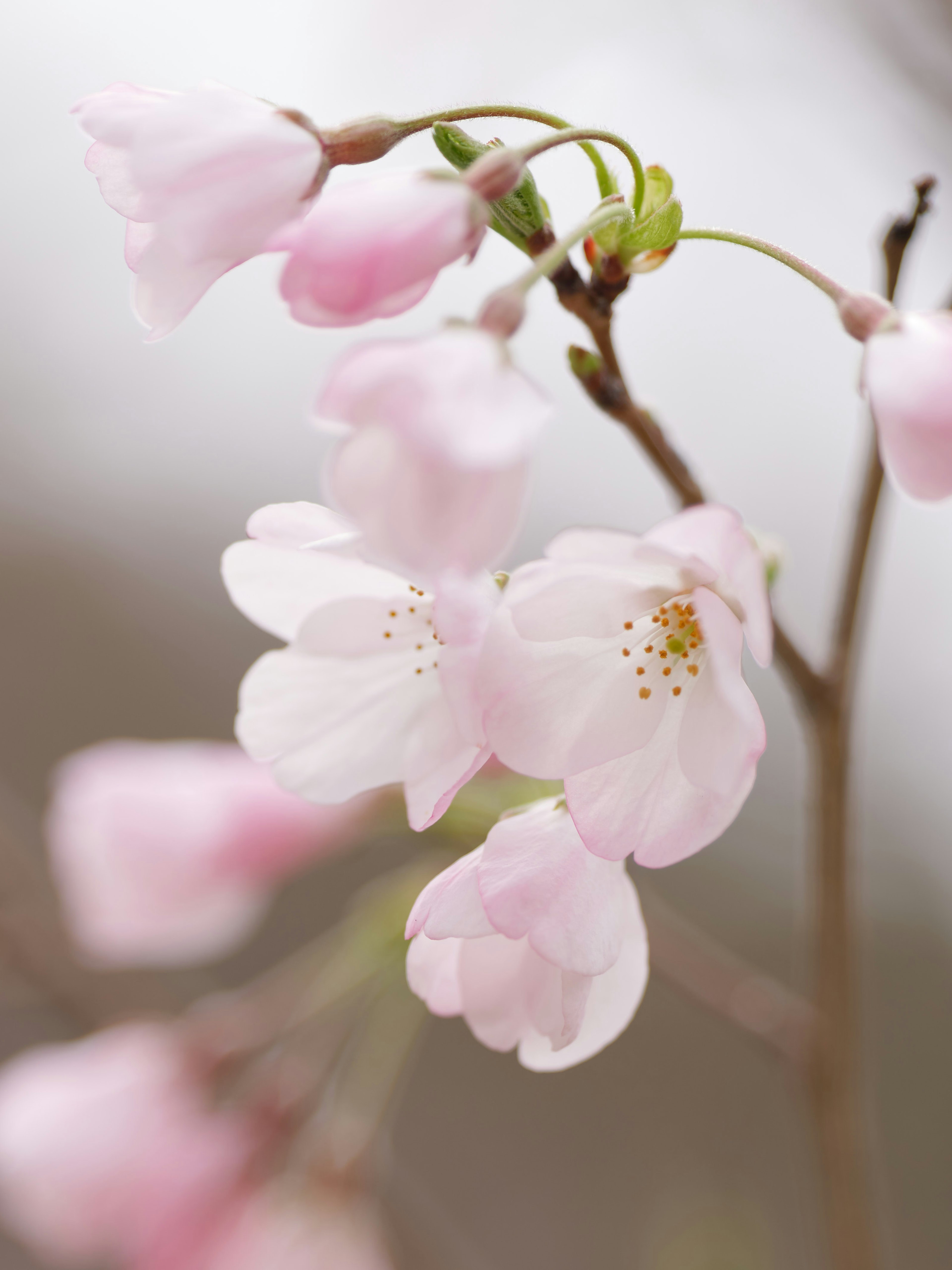 Close-up of delicate pink cherry blossoms on a branch