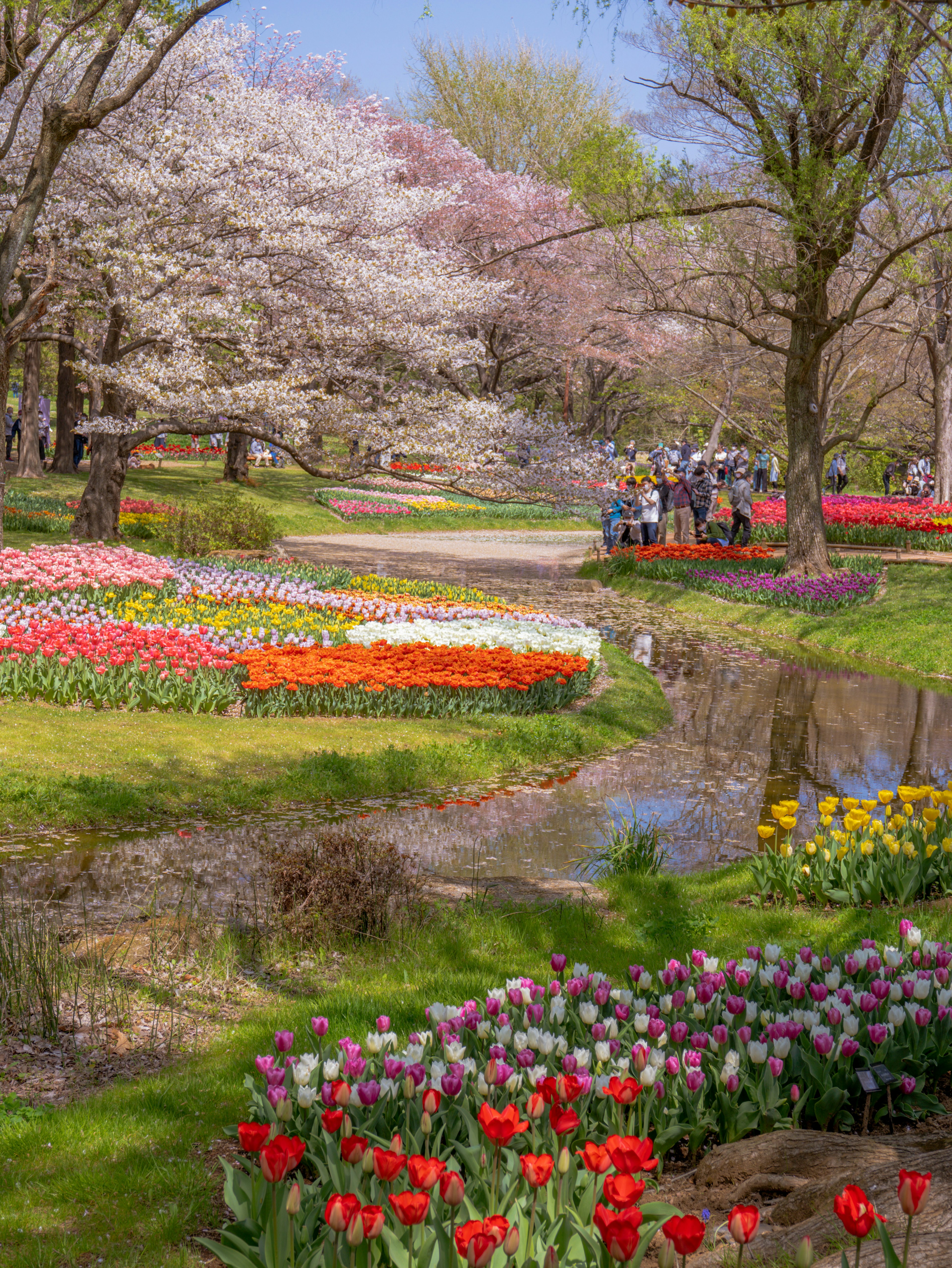 桜とチューリップの花が咲く公園の景色で人々が集まっている