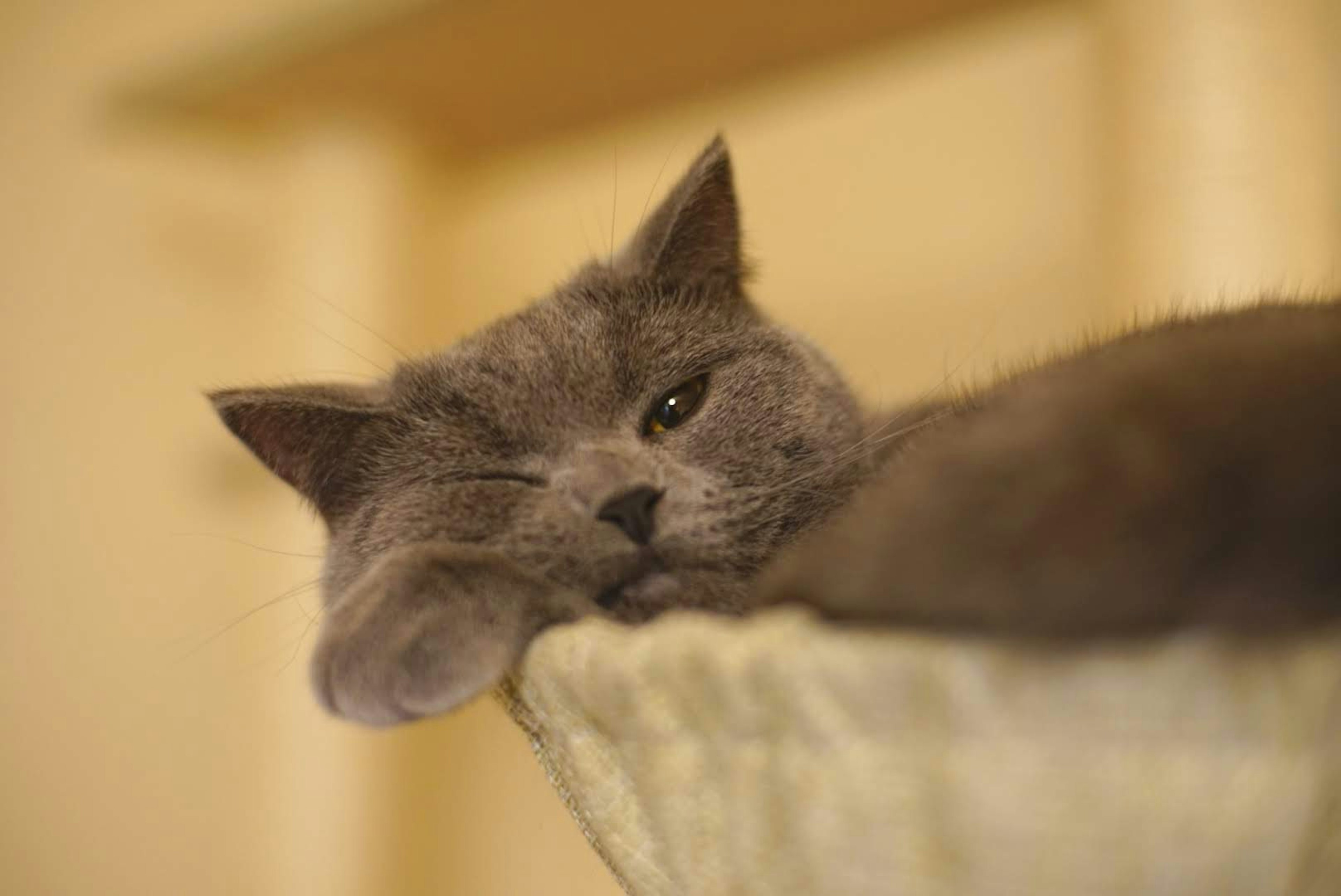 Gato gris descansando cómodamente