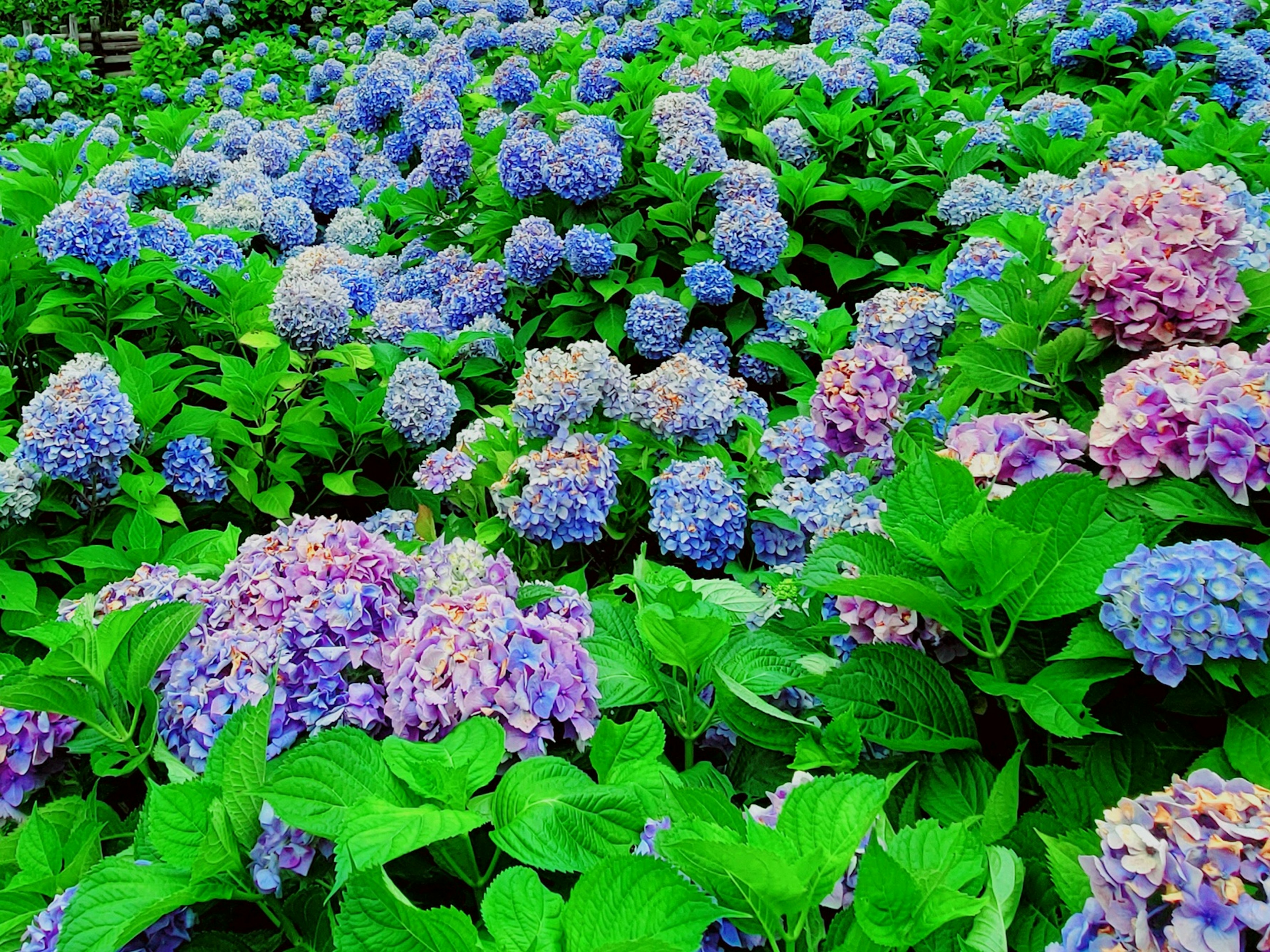 Una hermosa escena de hortensias en tonos azules y rosas rodeadas de hojas verdes vibrantes