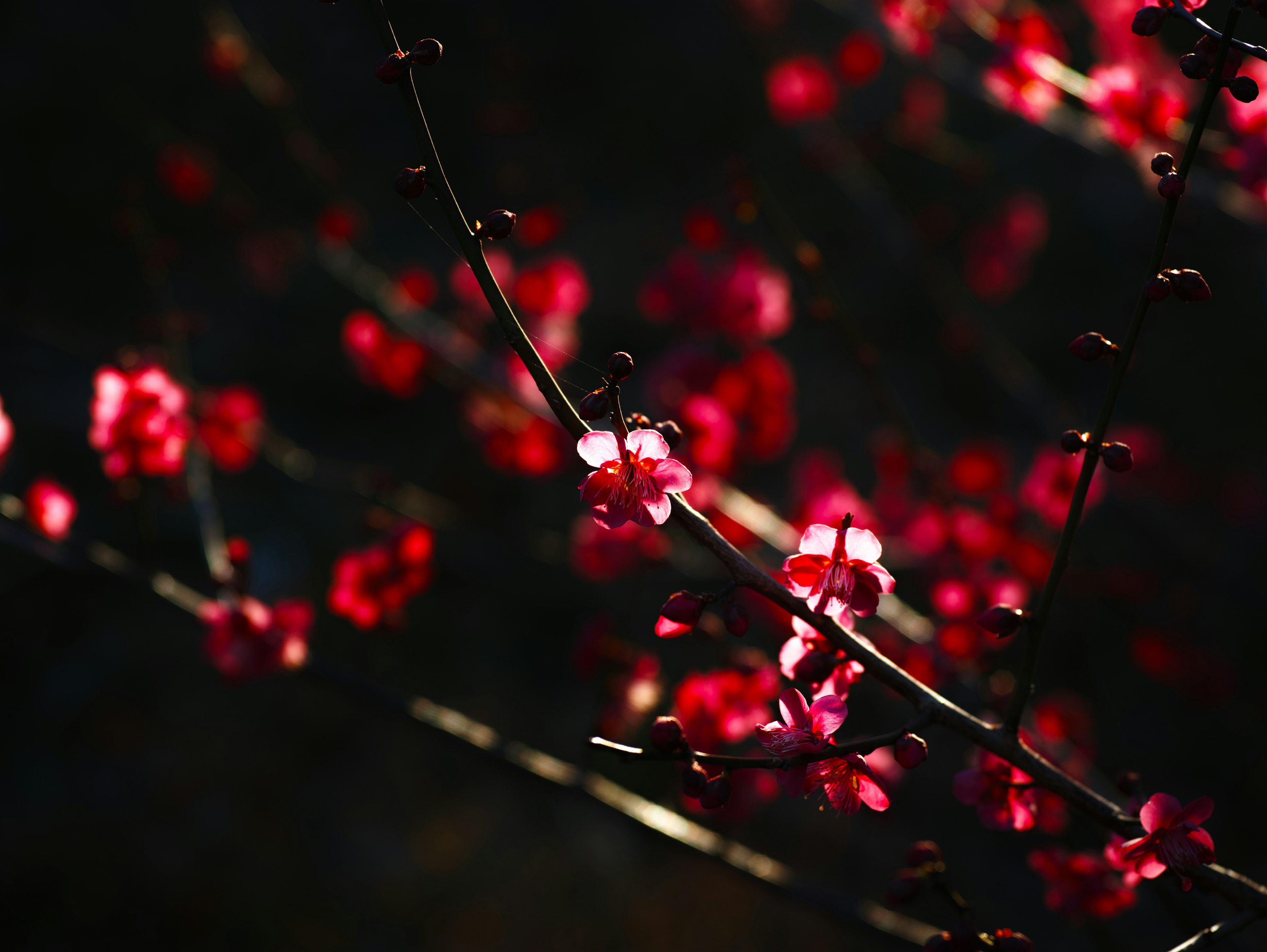 Branches of red flowers against a dark background