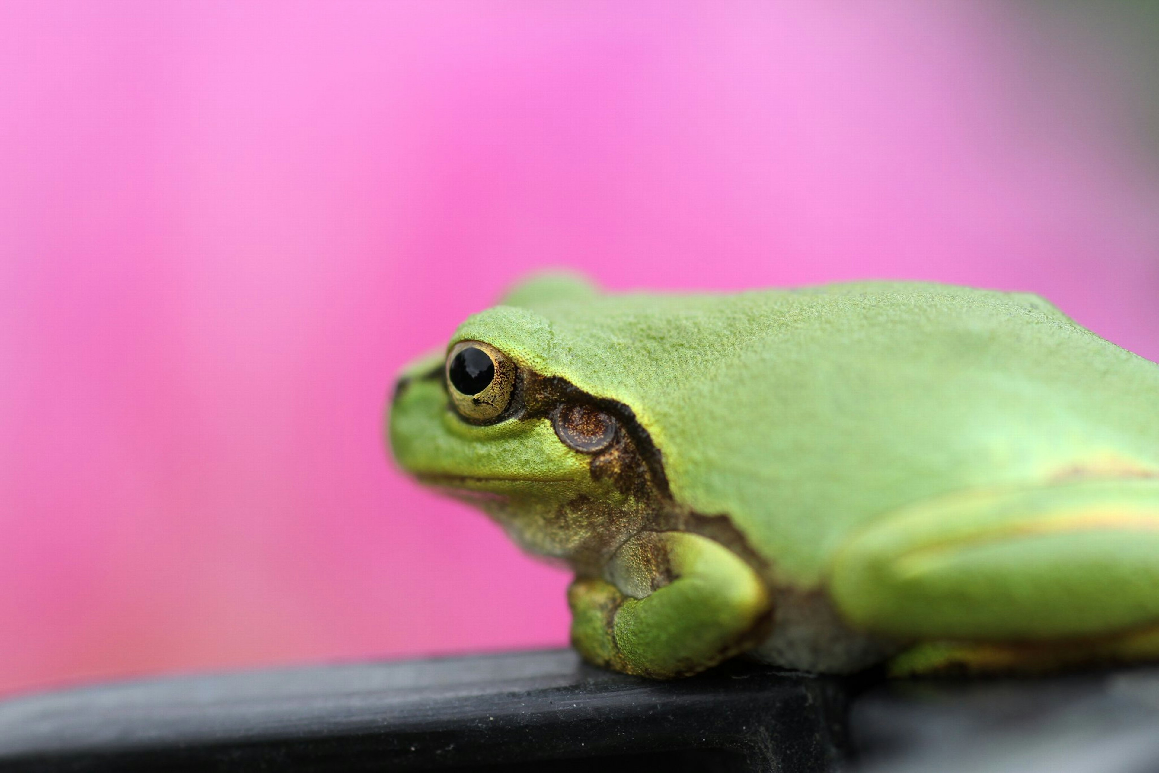 Primer plano de una rana verde contra un fondo rosa