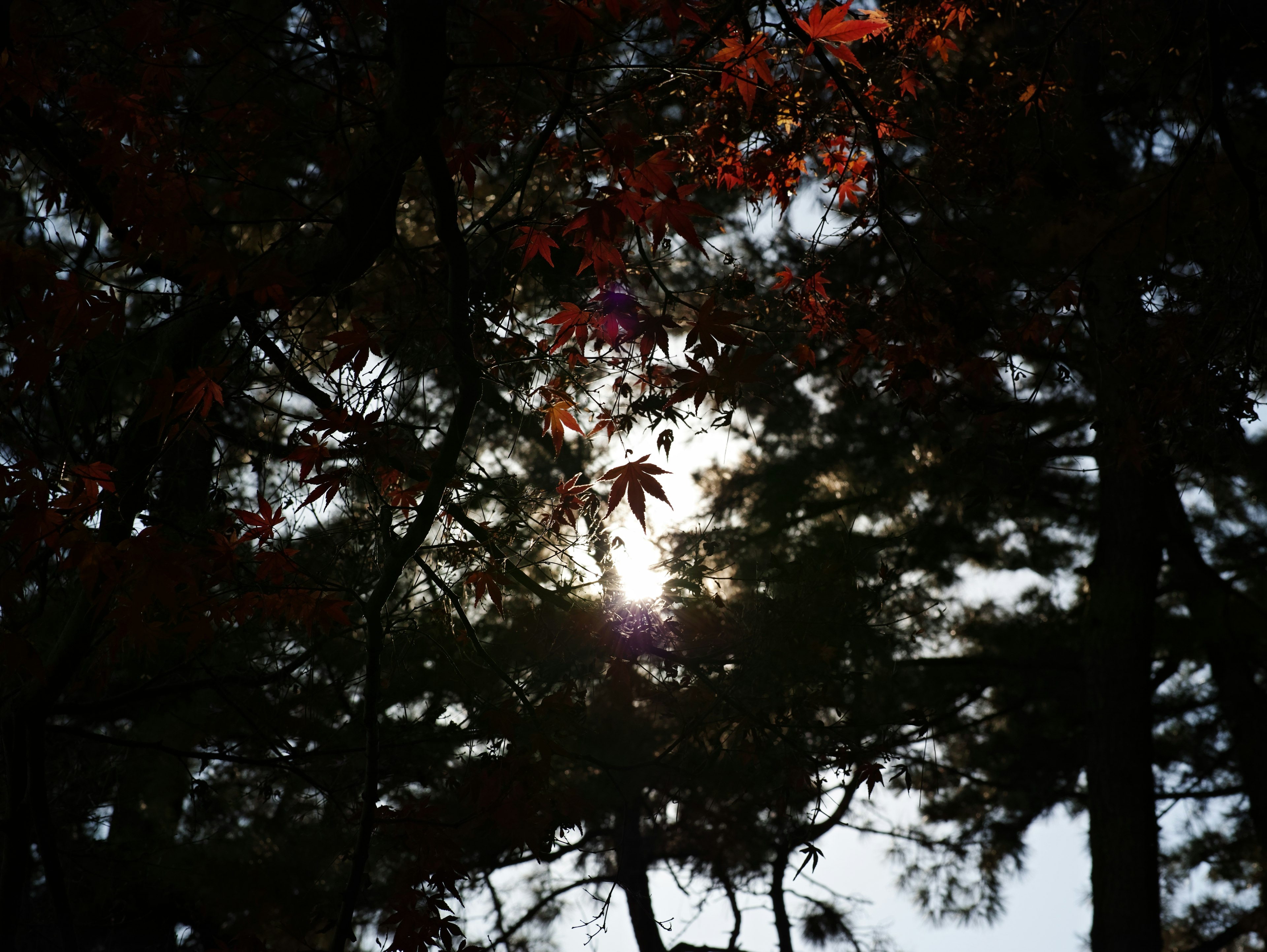 木々の間から見える太陽と紅葉した葉