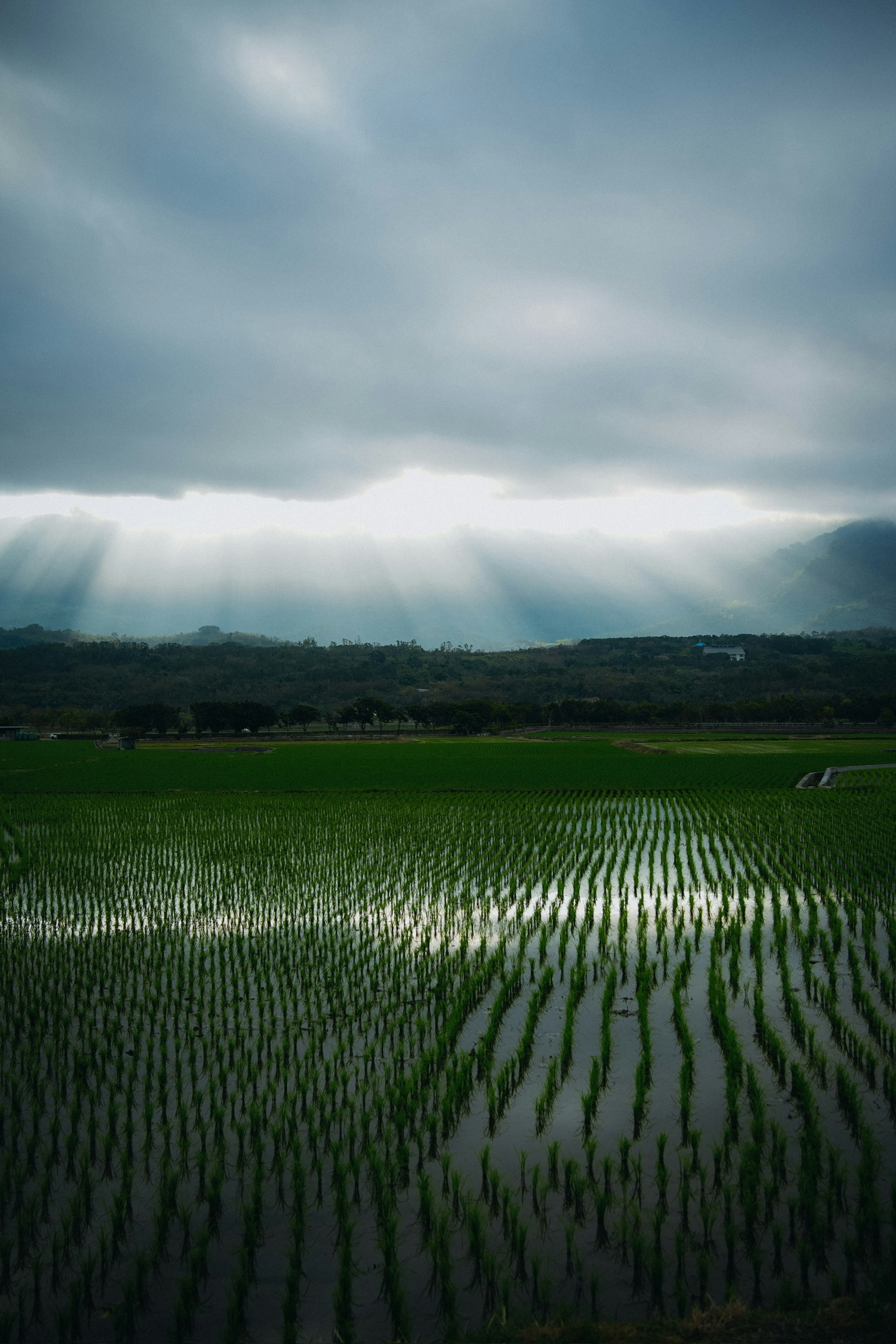 緑の稲作田に薄暗い雲がかかり、光の筋が地面に降り注いでいる風景